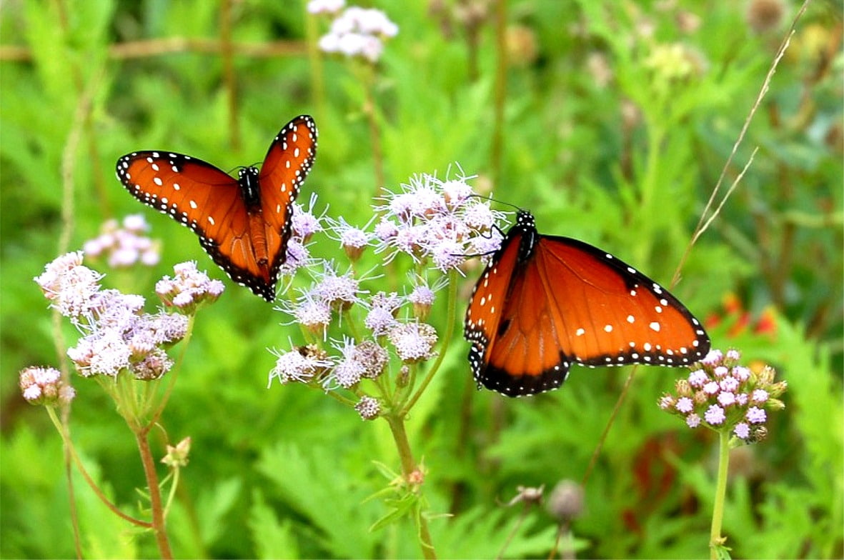Flowers, 480P, flutter, butterflies, antennae, art, animals, wings, abdomen, hd, thorax, HD Wallpaper
