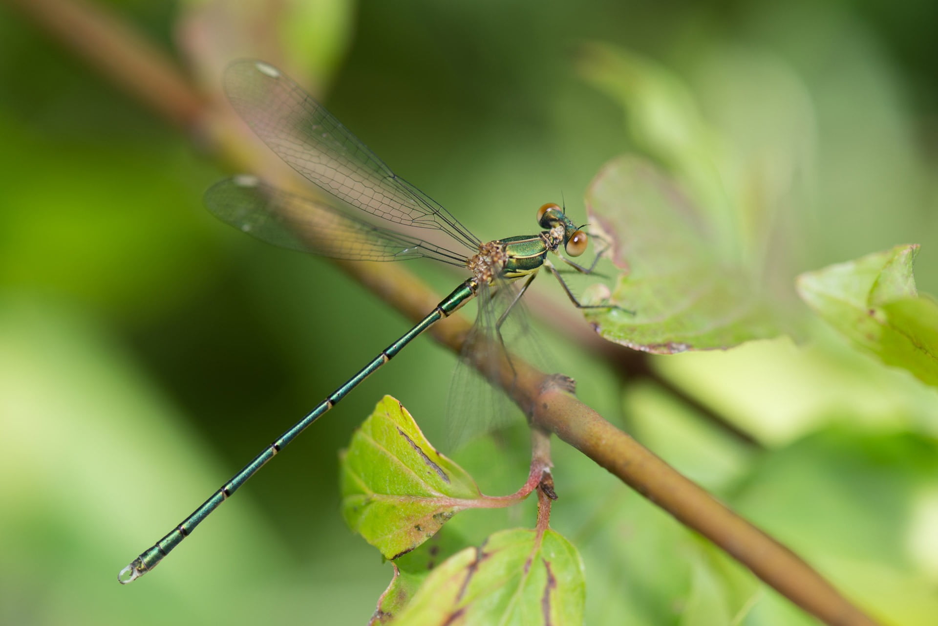 one animal, plant part, wildlife, small, focus on foreground, nature, day, no people, bug, outdoors, close-up, entomology, dragonfly, plant, 1080P, life, HD Wallpaper
