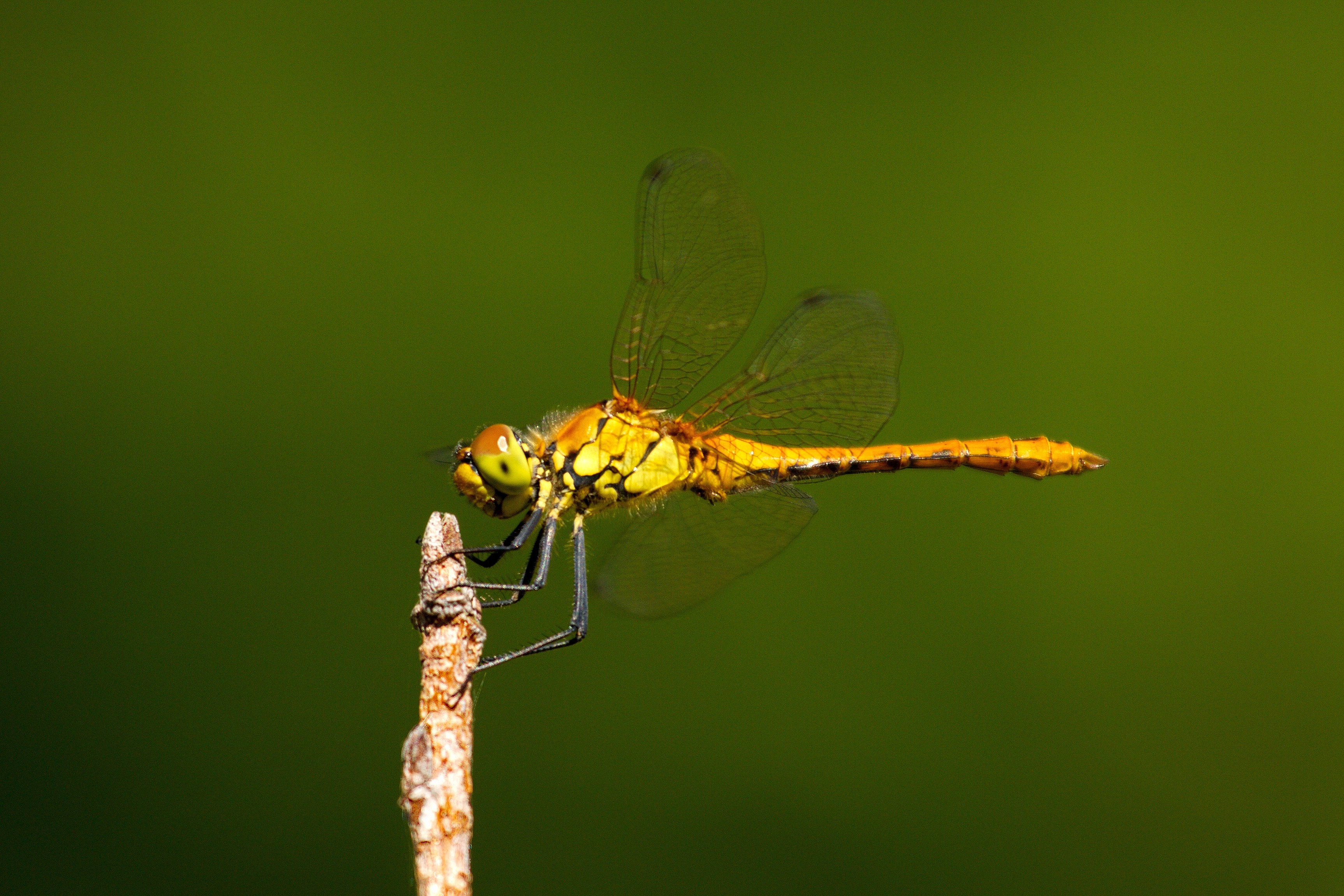life, small, animal, fragile, bug, animal wildlife, invertebrate, insect, animal themes, nature, wild, wildlife, plant, macro, delicate, animal body part, HD Wallpaper