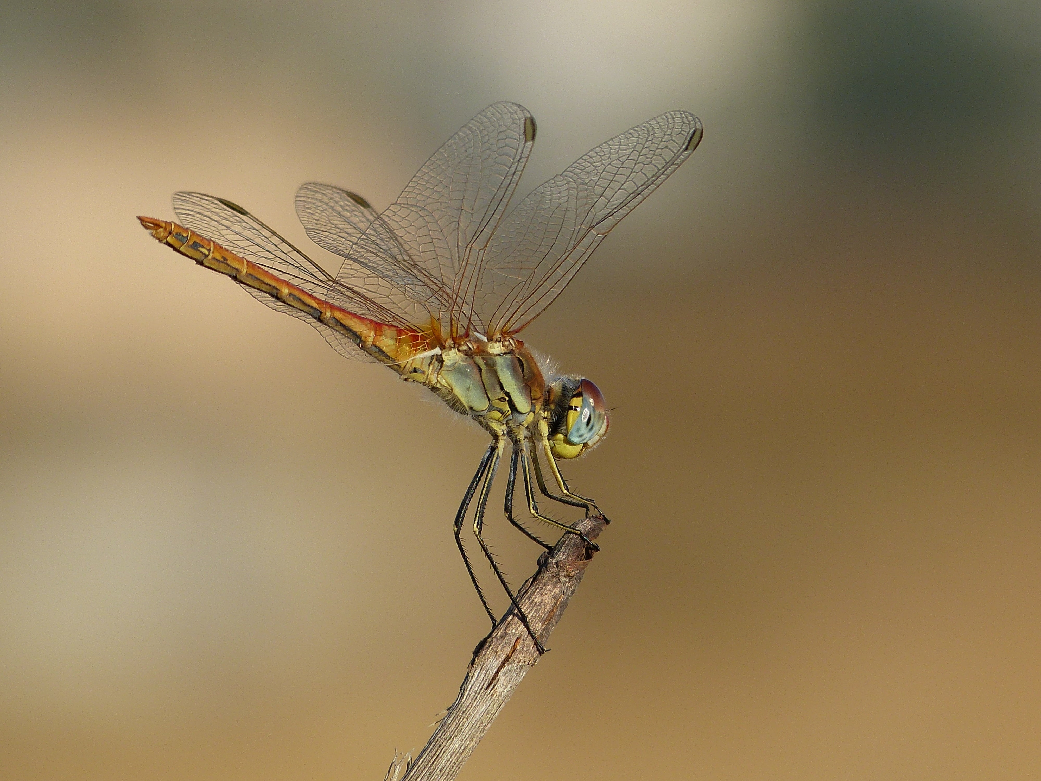 natural condition, outdoors, plant, animal wing, animal body part, animal, insect, close-up, outdoor, thorax, small, wings, focus on foreground, macro, HD Wallpaper