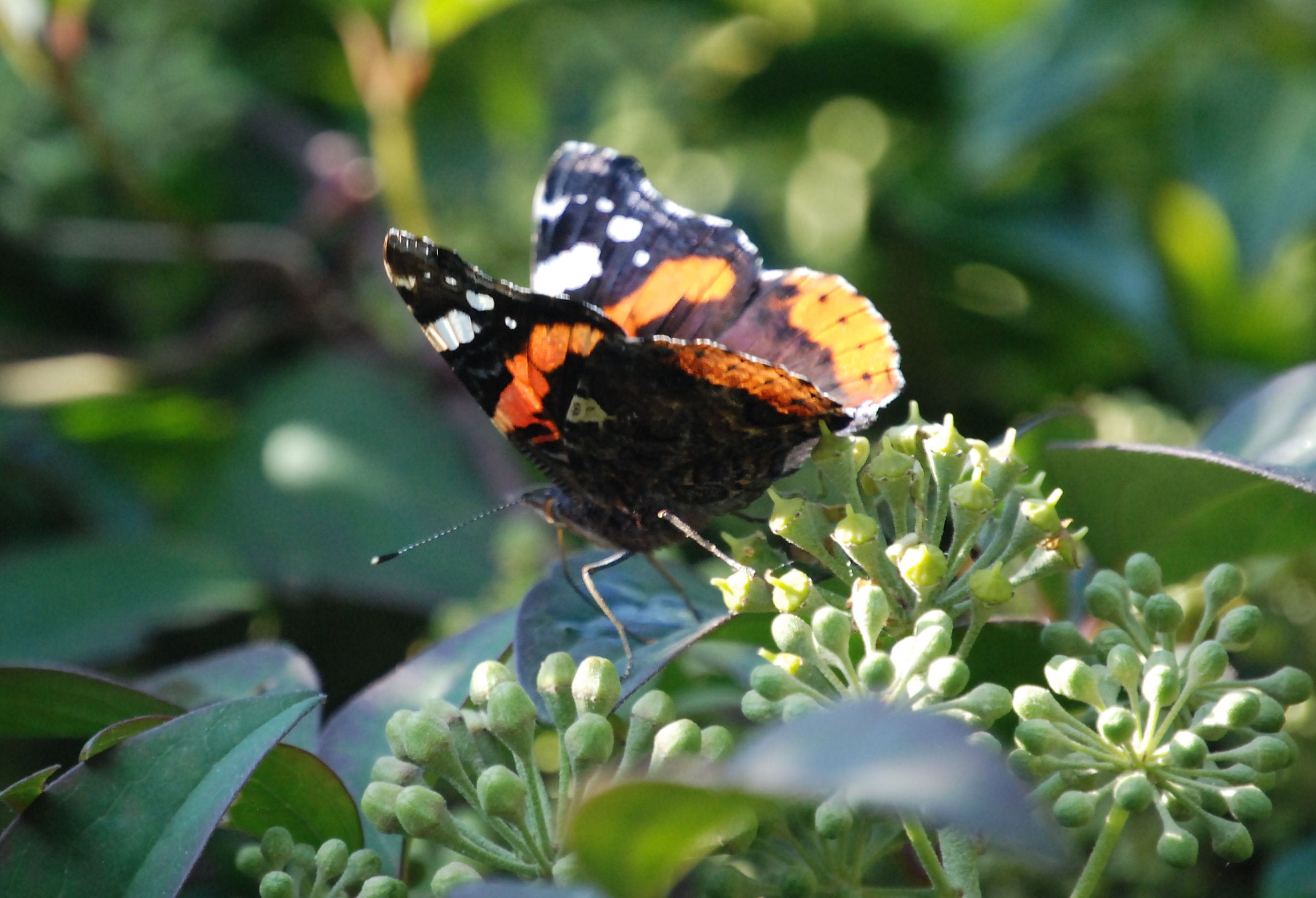 insect, 2K, animal wing, small, invertebrate, life, animal themes, vulnerability, lepidoptera, flower head, outdoors, Vanessa Cardui, flower, entomology, HD Wallpaper