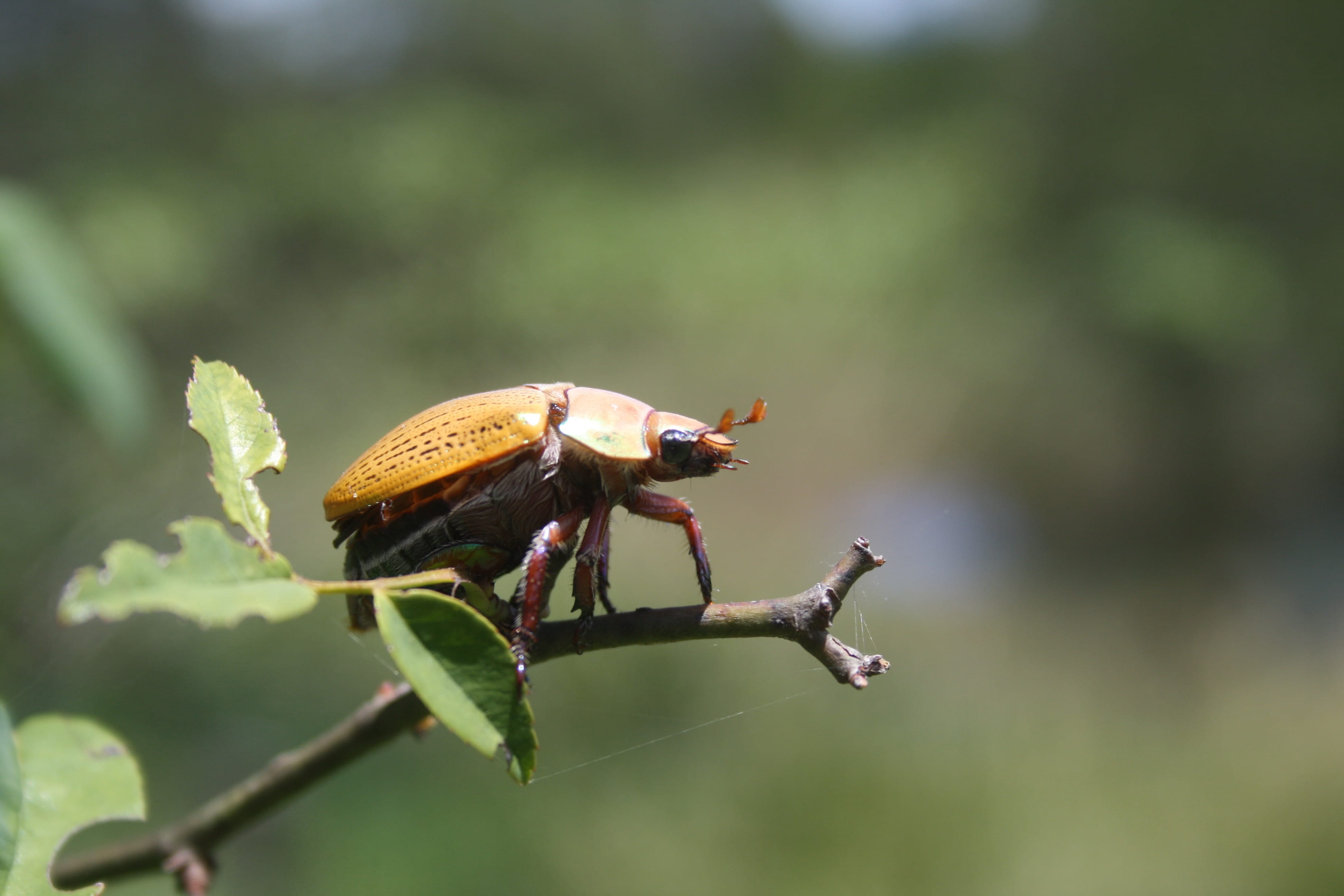 no people, antennae, Small, animal wildlife, Wildlife, focus on foreground, outdoor, plant part, outdoors, day, leaf, Insect, entomology, close-up, animal, HD Wallpaper