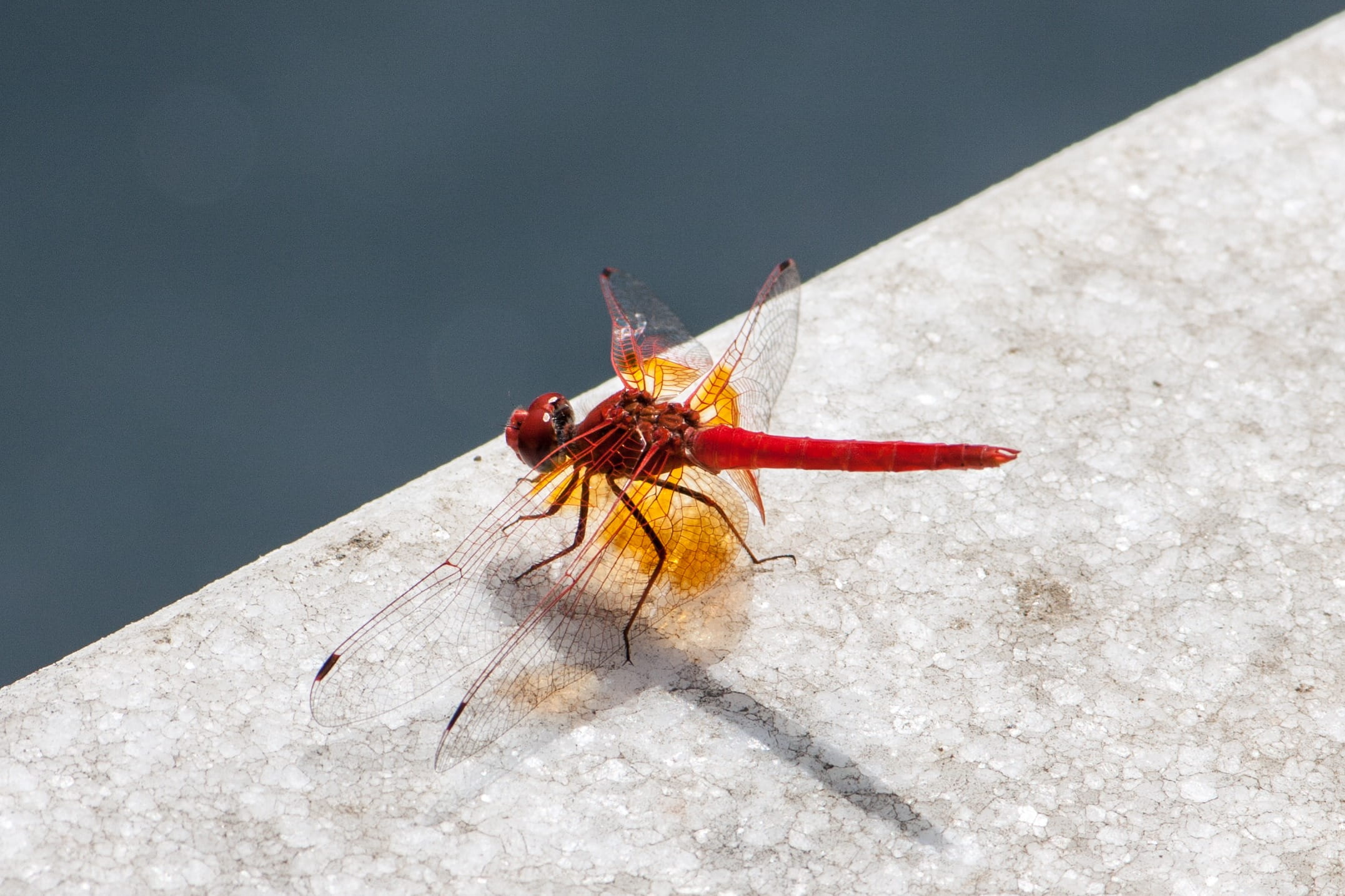 macro, thorax, animal wing, Wildlife, red, focus on foreground, outdoors, Wing, no people, high angle view, one animal, wall - building feature, close-up, HD Wallpaper
