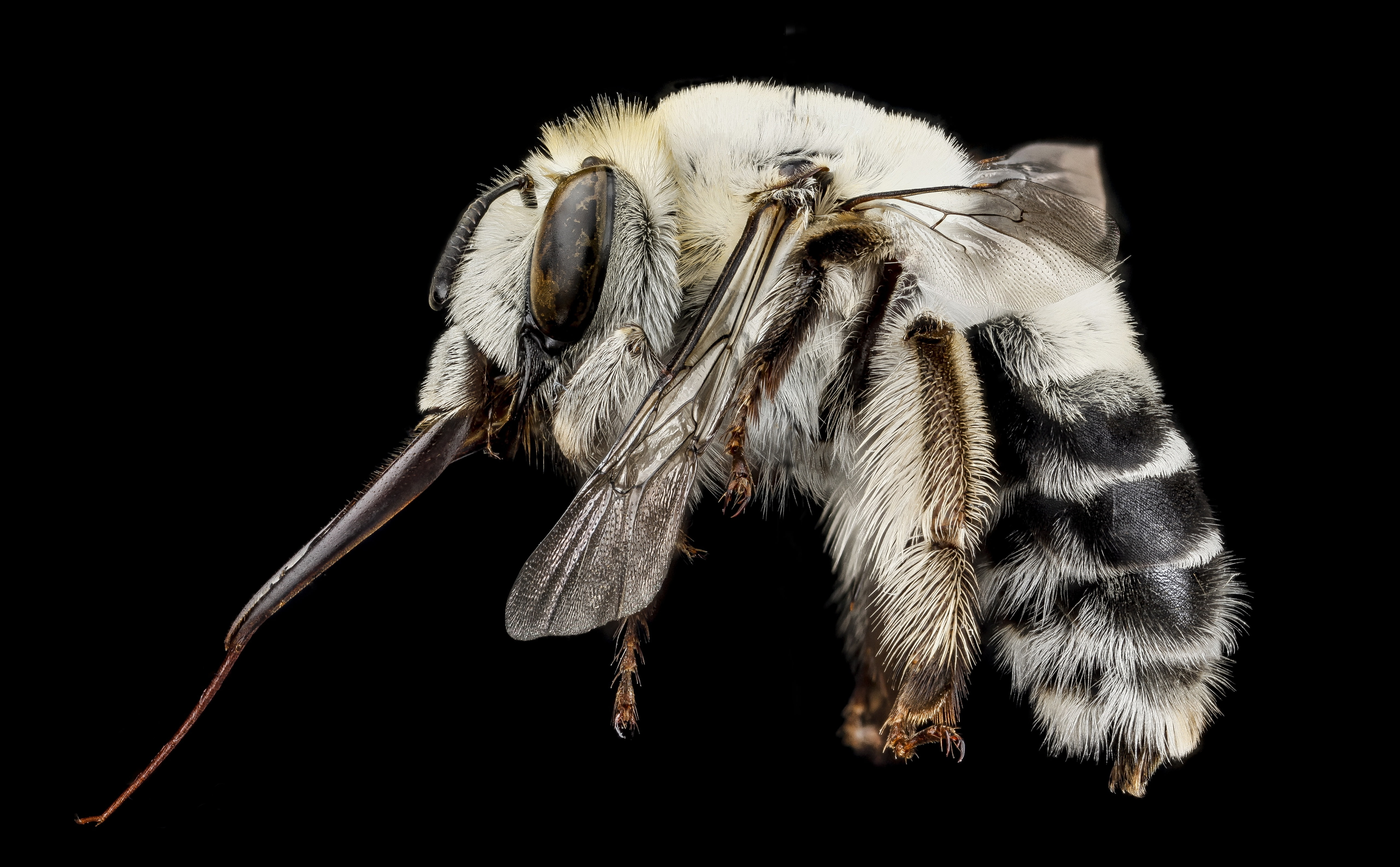 mandible, stackshot, palp, Macro, domestic animals, focusstack, Tongue, close-up, hymenoptera, animal, Animals, animal eye, Head, domestic cat, no people, HD Wallpaper