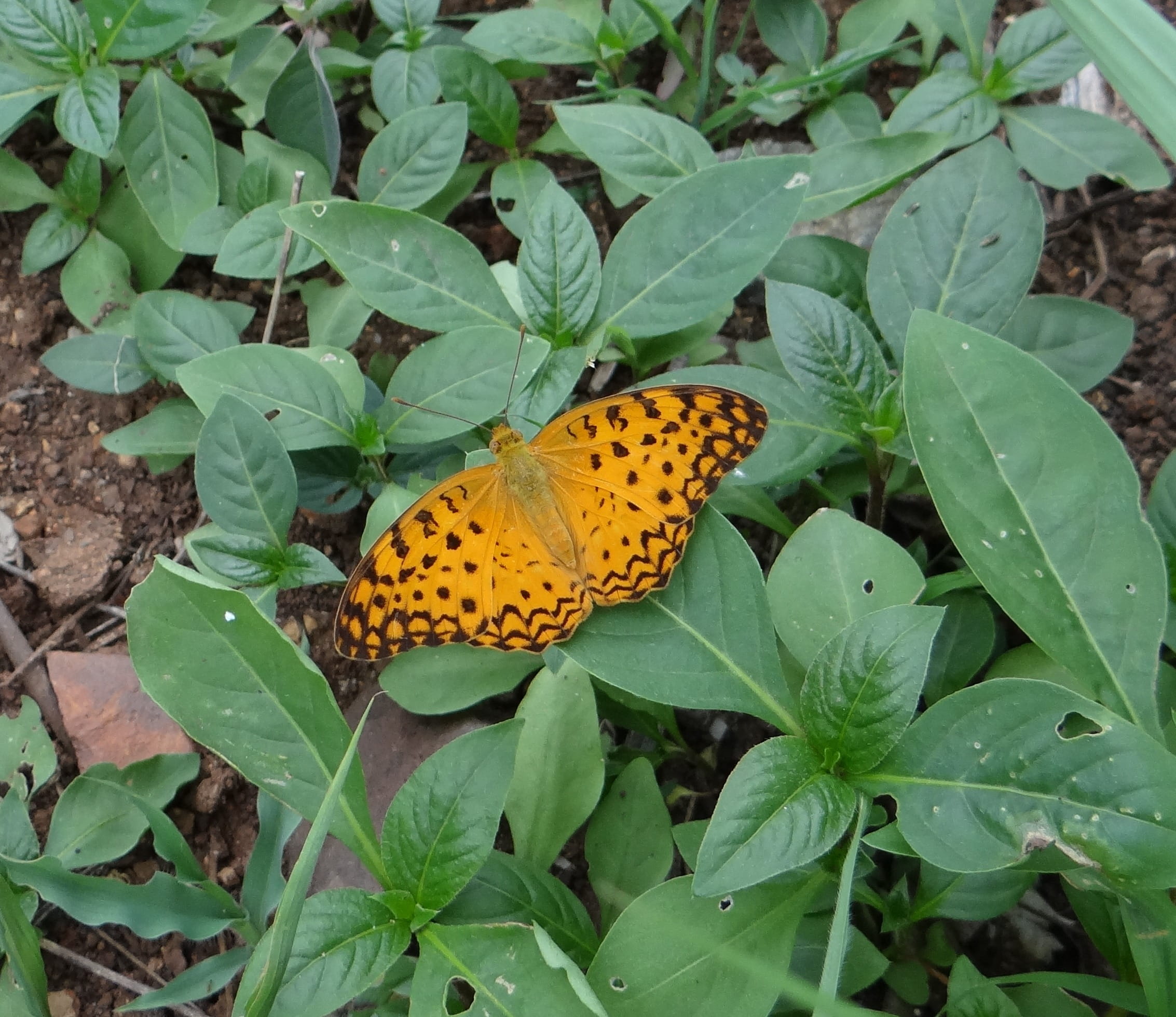 antennae, animal themes, wildlife, green color, phalanta phalantha, plant, day, butterfly, leaves, beauty in nature, india, invertebrate, 1080P, bright, HD Wallpaper