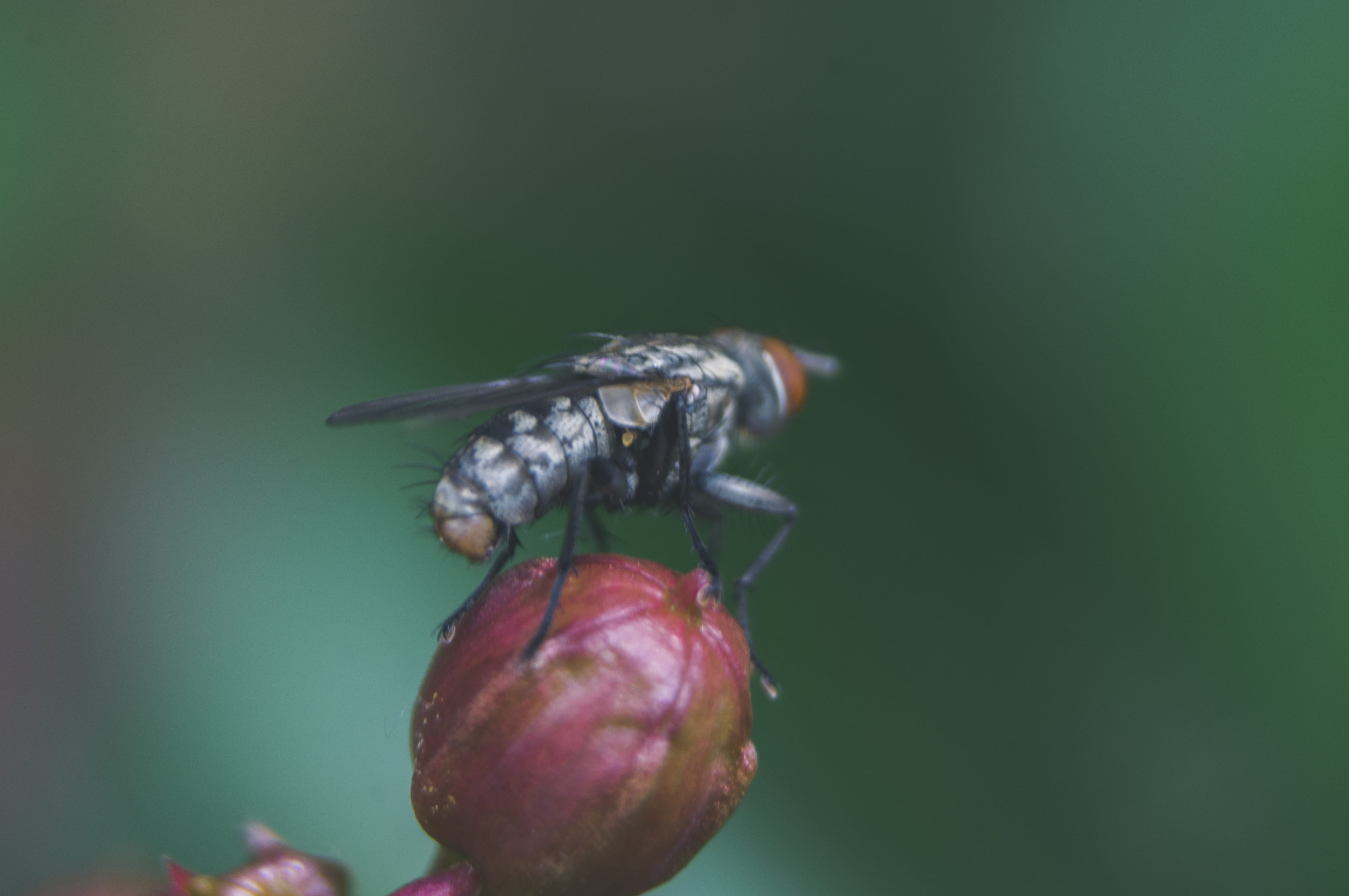  thorax, animal themes, bug, macro, summer, fly, no people, freshness, plant, crepe, one animal, background, myrtle, beauty in nature, insect, HD Wallpaper