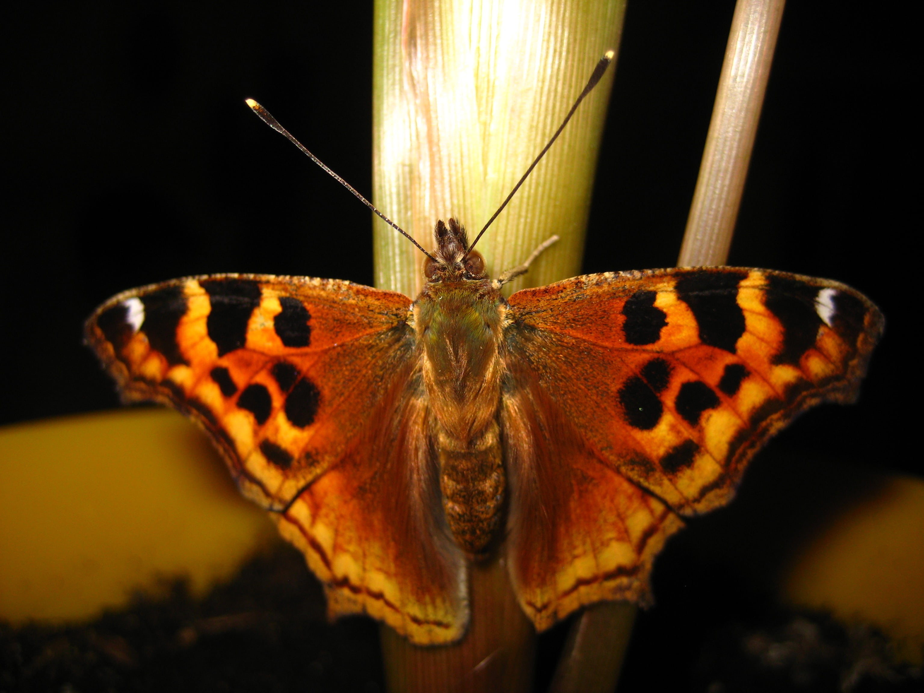 animal, black background, wing, animal body part, animal antenna, night, delicate, metamorphosis, butterflies, antennae, animal wildlife, animal markings, HD Wallpaper