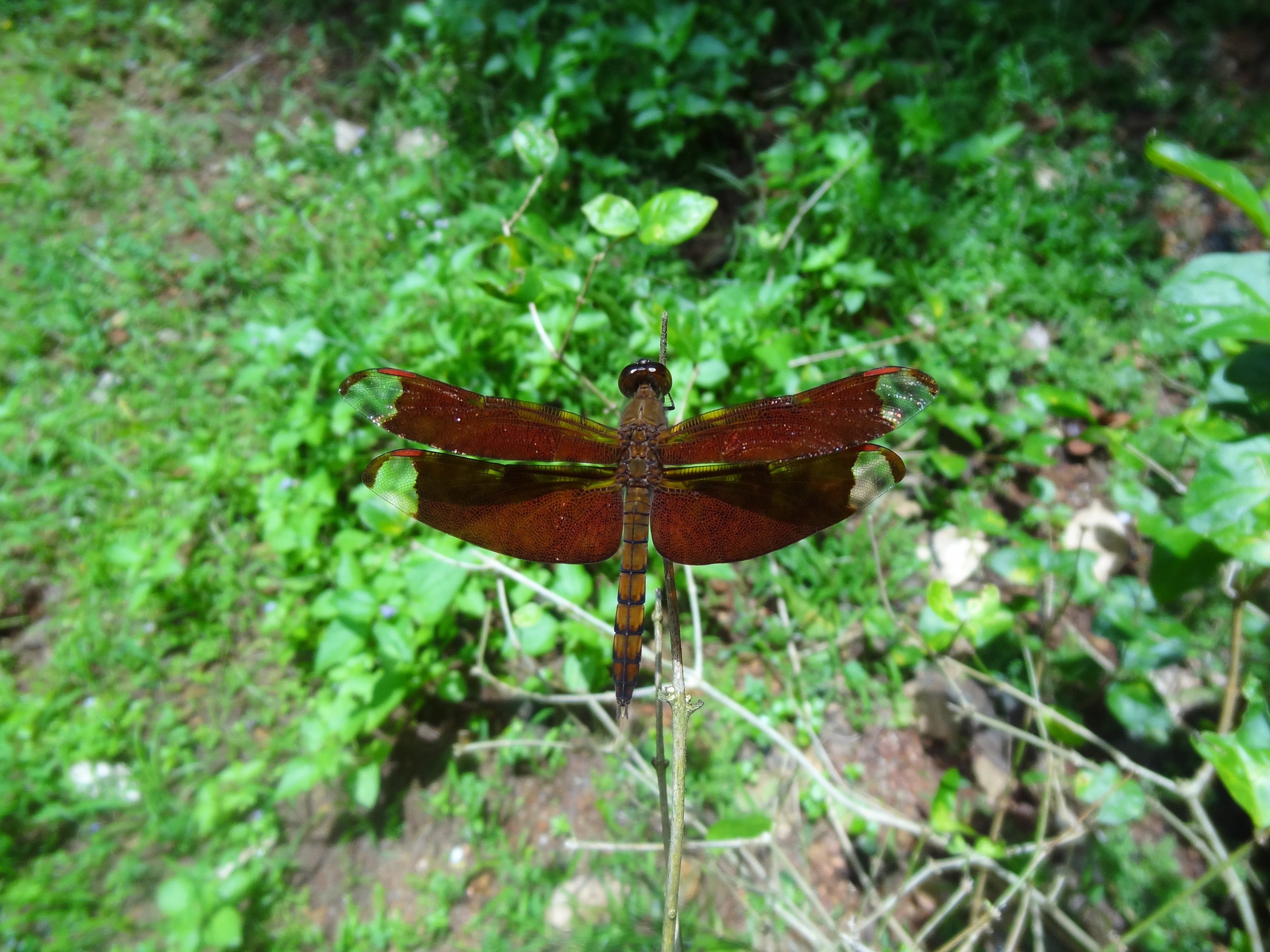 nature, small, outdoor, wing, metal, day, brown, wild, green color, plant, close-up, animal, entomology, outdoors, thorax, dragonfly, beauty in nature, HD Wallpaper