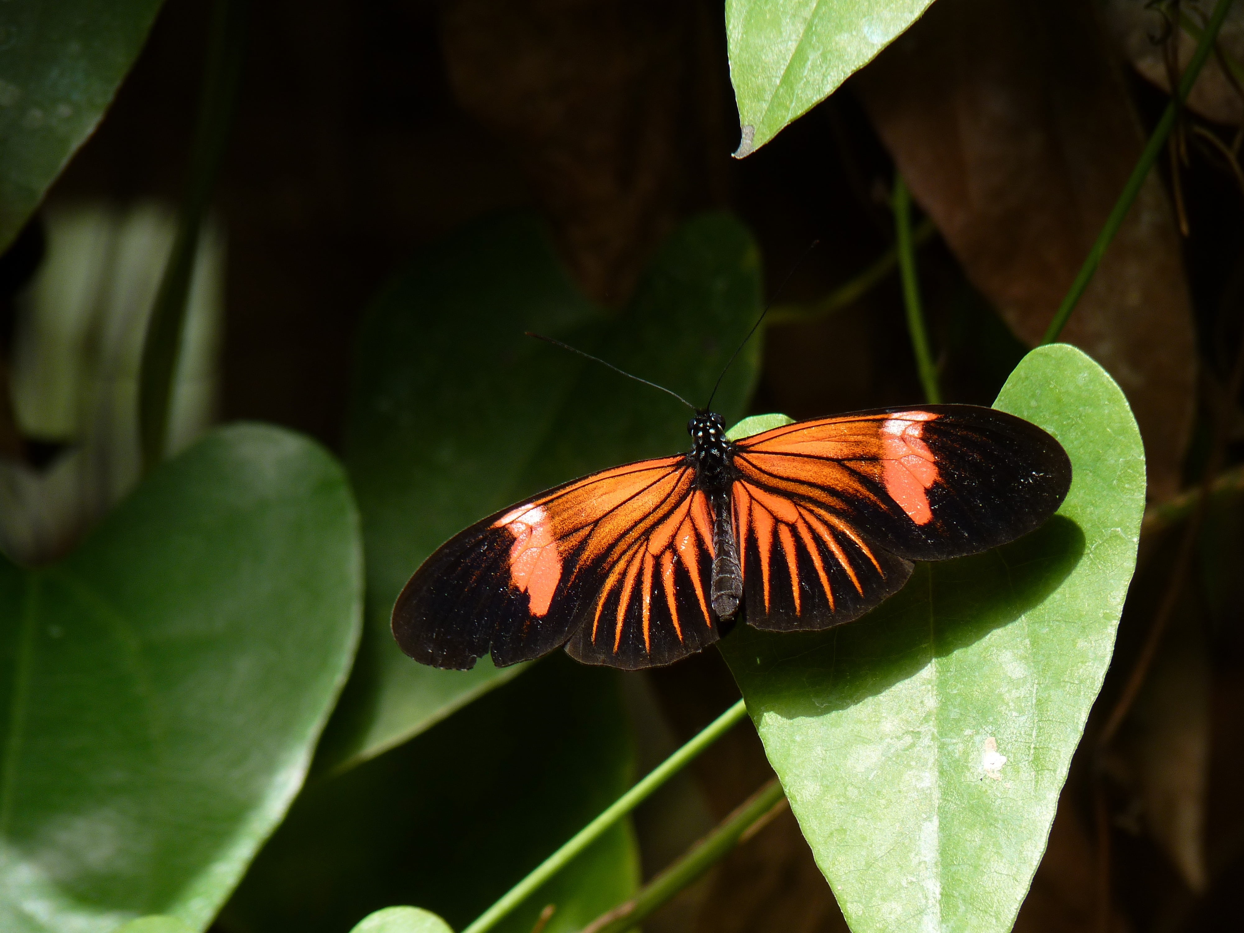beauty In Nature, green color, plant part, proboscis, life, 4K, nature, invertebrate, metamorphosis, butterfly - Insect, animal, focus on foreground, animal themes, HD Wallpaper