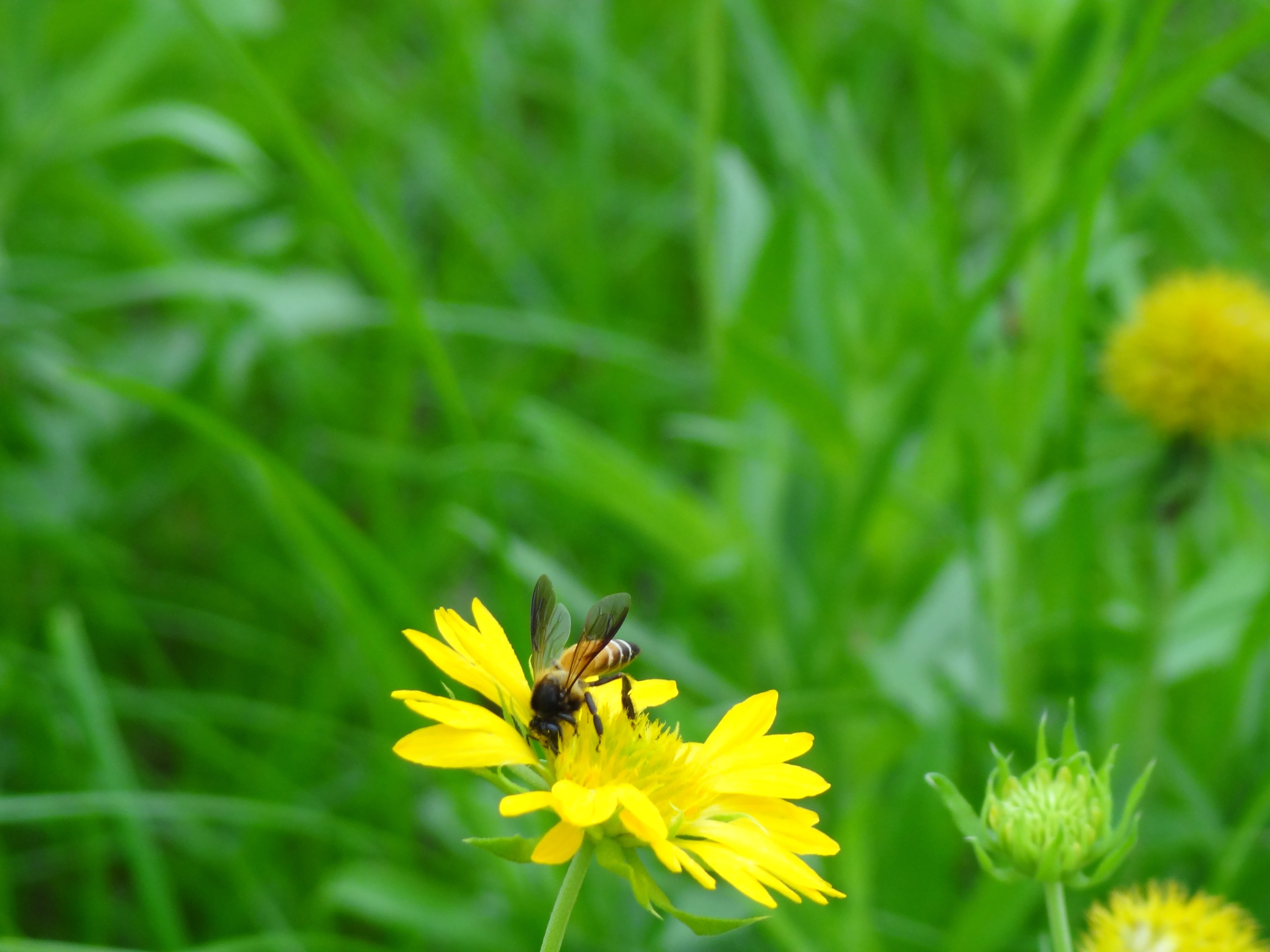 springtime, wildlife, growth, no people, horticulture, animals in the wild, thorax, flora, close-up, botanical, petal, herb, bloom, nature, beauty in nature, HD Wallpaper