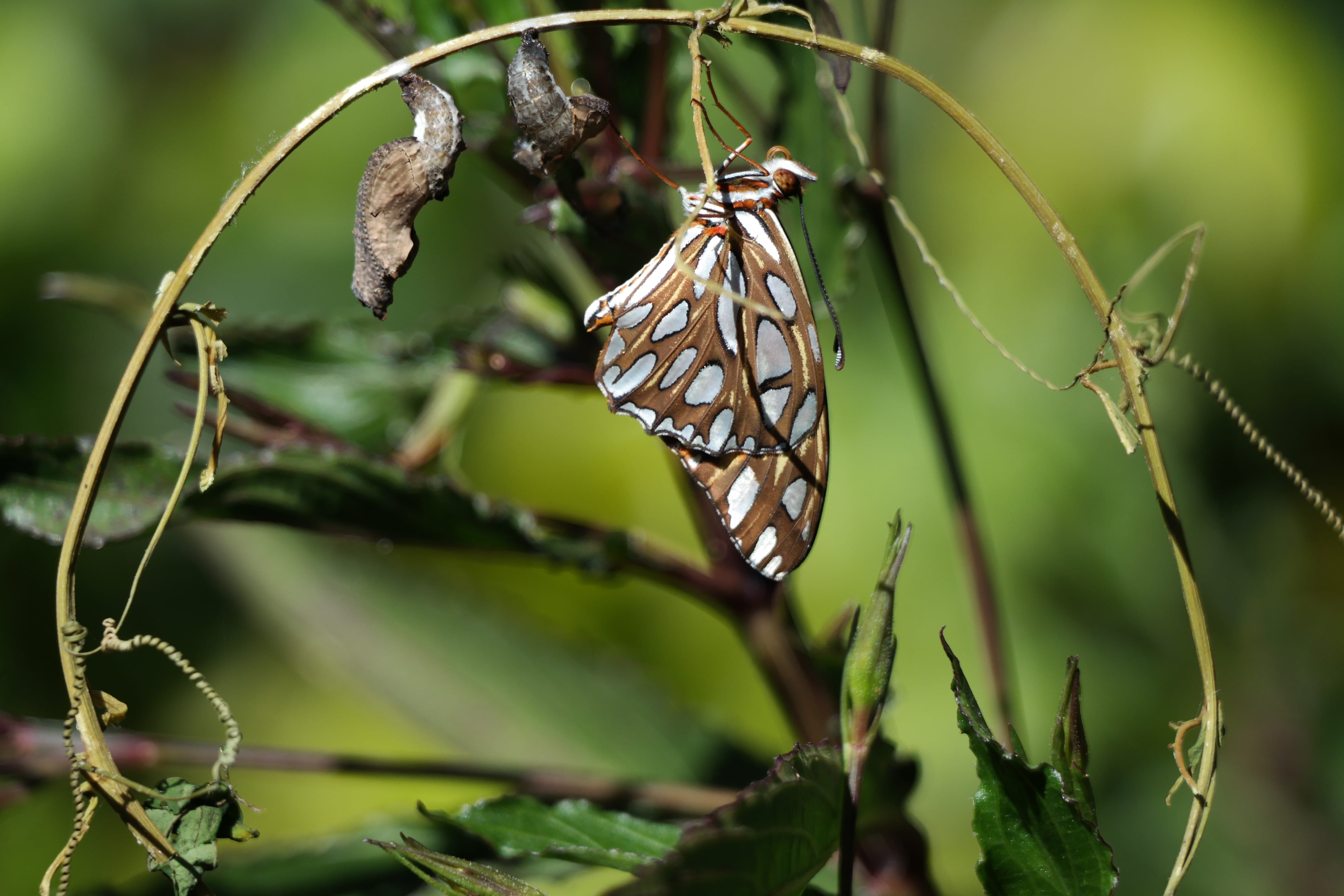 growth, butterfly - insect, animal, entomology, outdoors, day, butterfly, wing, animal wing, thorax, tree, bug, fragile, delicate, outdoor, 5K, close-up, HD Wallpaper