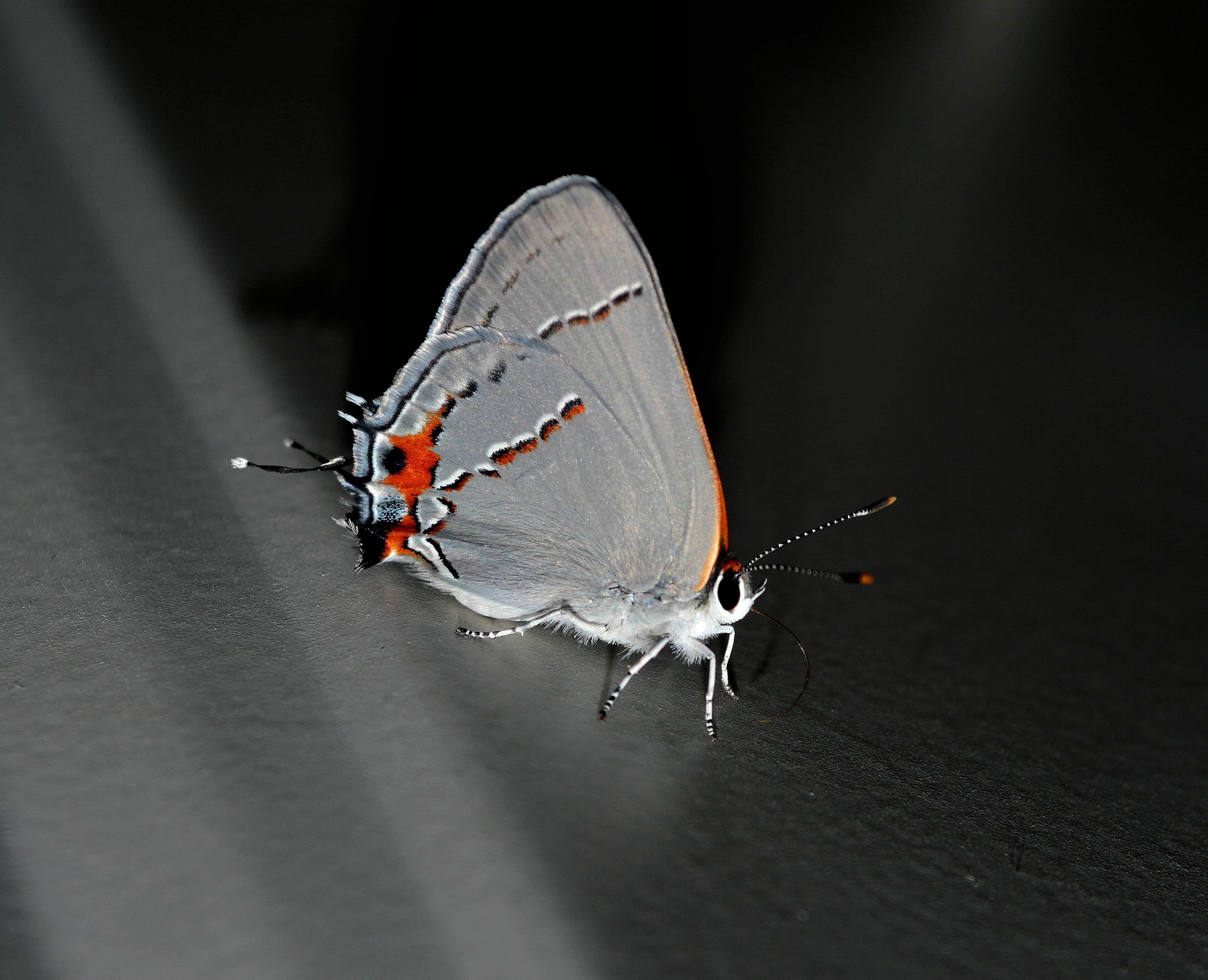 no people, proboscis, animal, black background, animal themes, insect, one animal, close-up, bug, moth, animal antenna, shadow, antennae, macro, life, invertebrate, HD Wallpaper