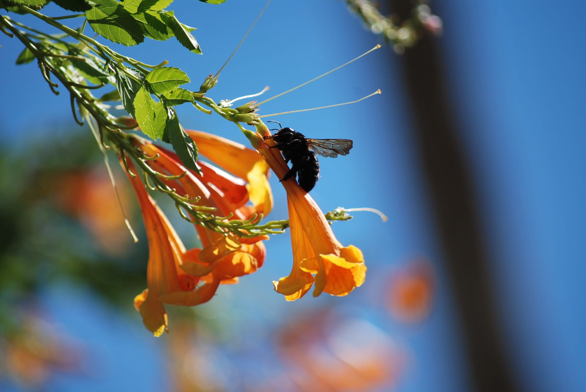 plant, close-up, organic, bloom, natural, botany, floral, animal wildlife, freshness, wild, petal, wildlife, pollination, entomology, bug, invertebrate, HD Wallpaper
