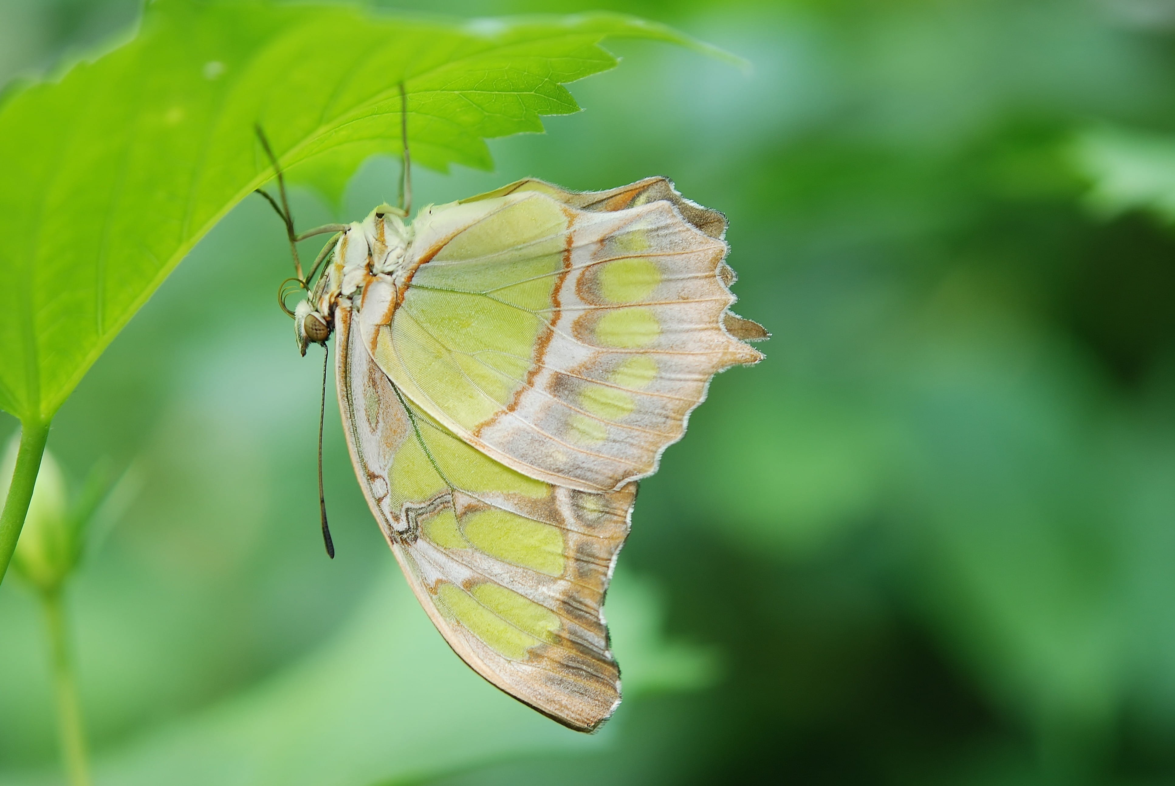 insect, delicate, wildlife, plant, thorax, life, fragile, small, outdoors, no people, cocoon, animal themes, entomology, colorful, animal wing, focus on foreground, HD Wallpaper