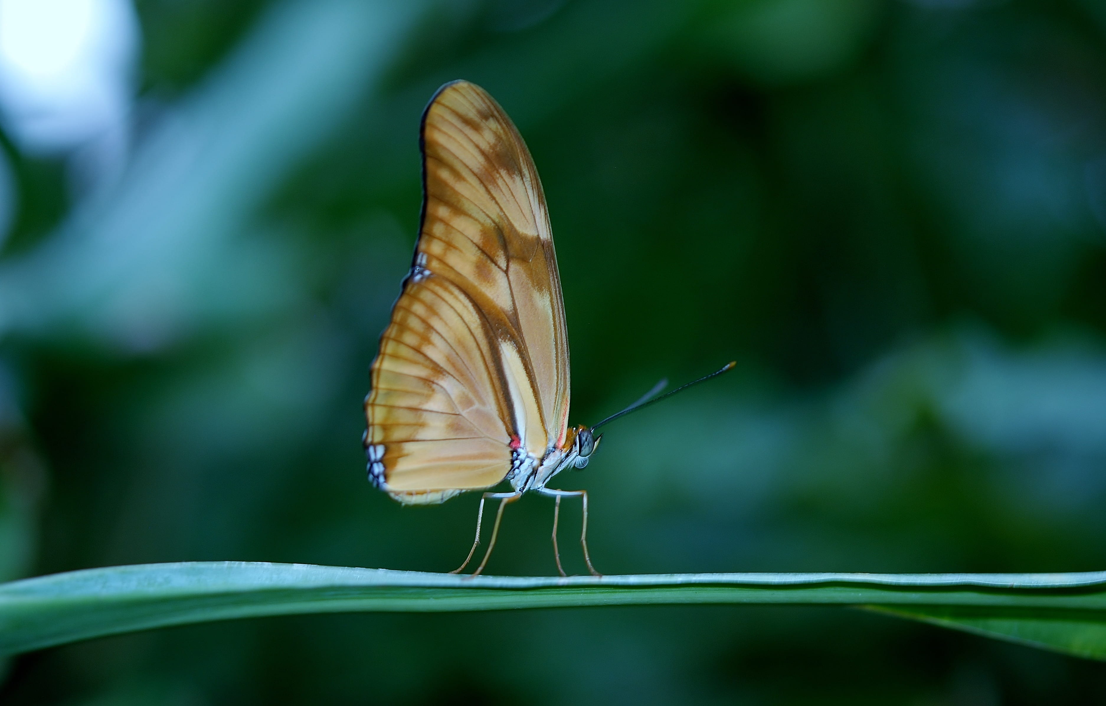 fragile, bug, metamorphosis, focus on foreground, animal themes, outdoors, nature, fragility, entomology, antennae, photography, thorax, animal wildlife, HD Wallpaper