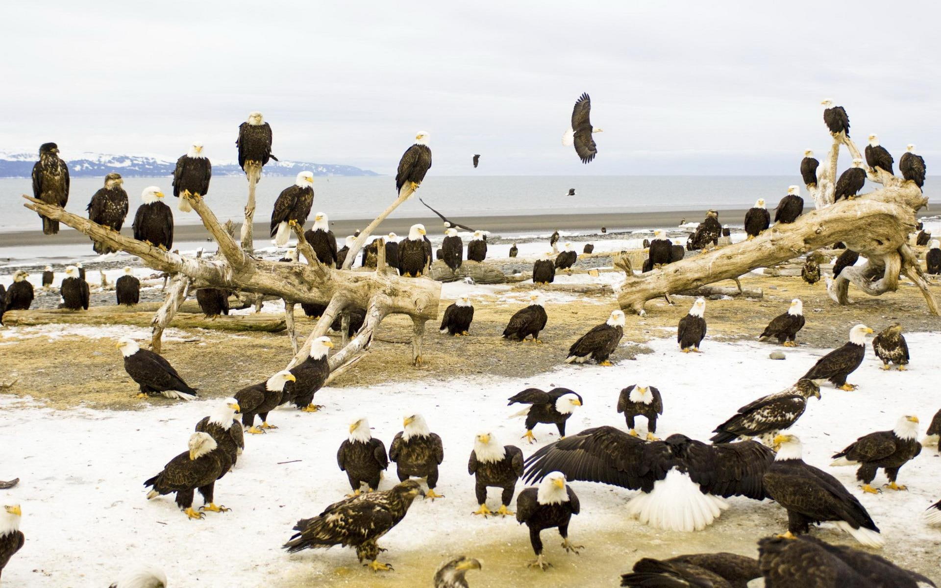 bird, gathering, american, bald, 1920x1200, animals, flock, eagle, 1080P, HD Wallpaper