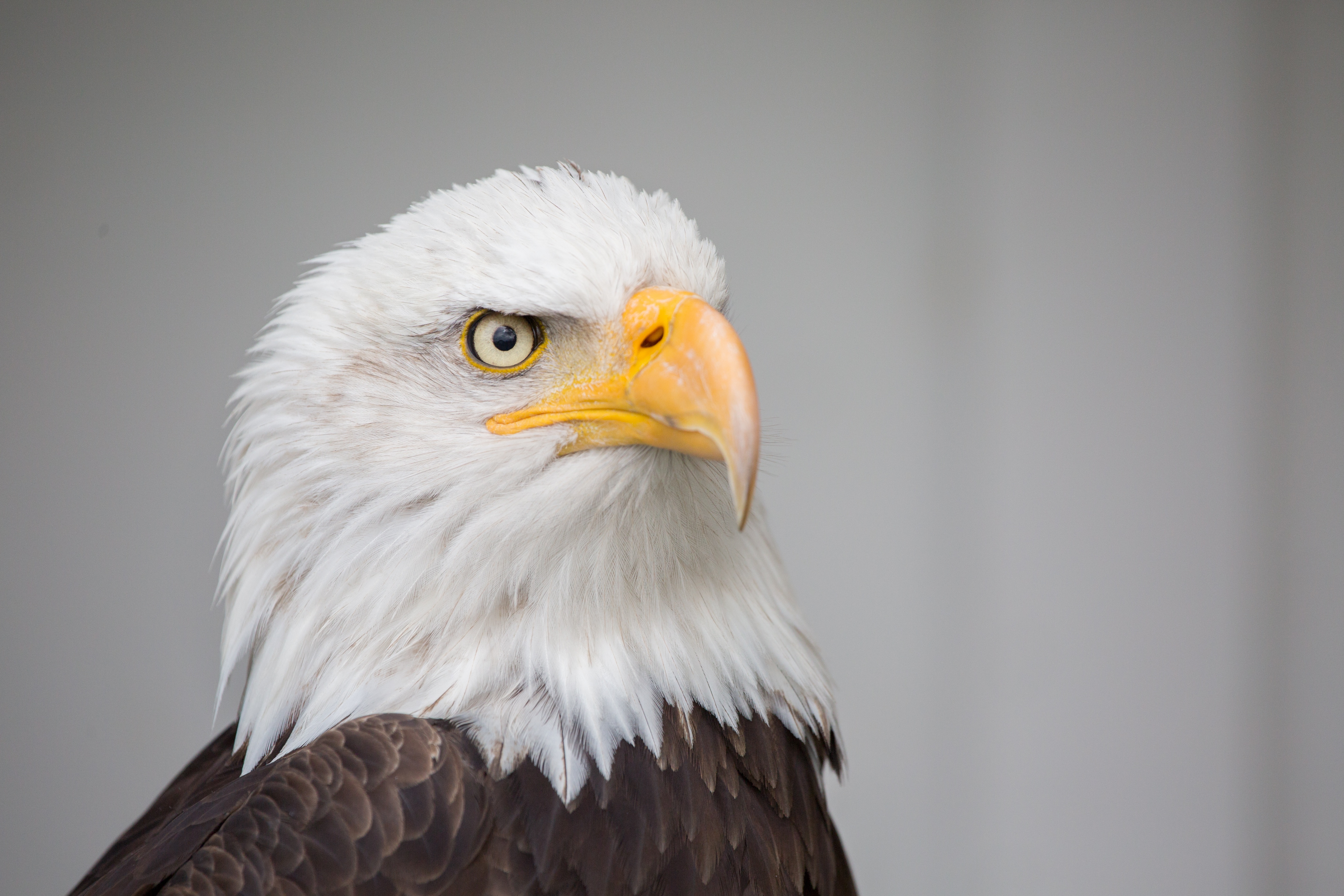 eagle, copy space, looking away, bird, brown, majestic, animals in the wild, no people, bald eagle, animal themes, one animal, nature, looking, 5K, beak, HD Wallpaper