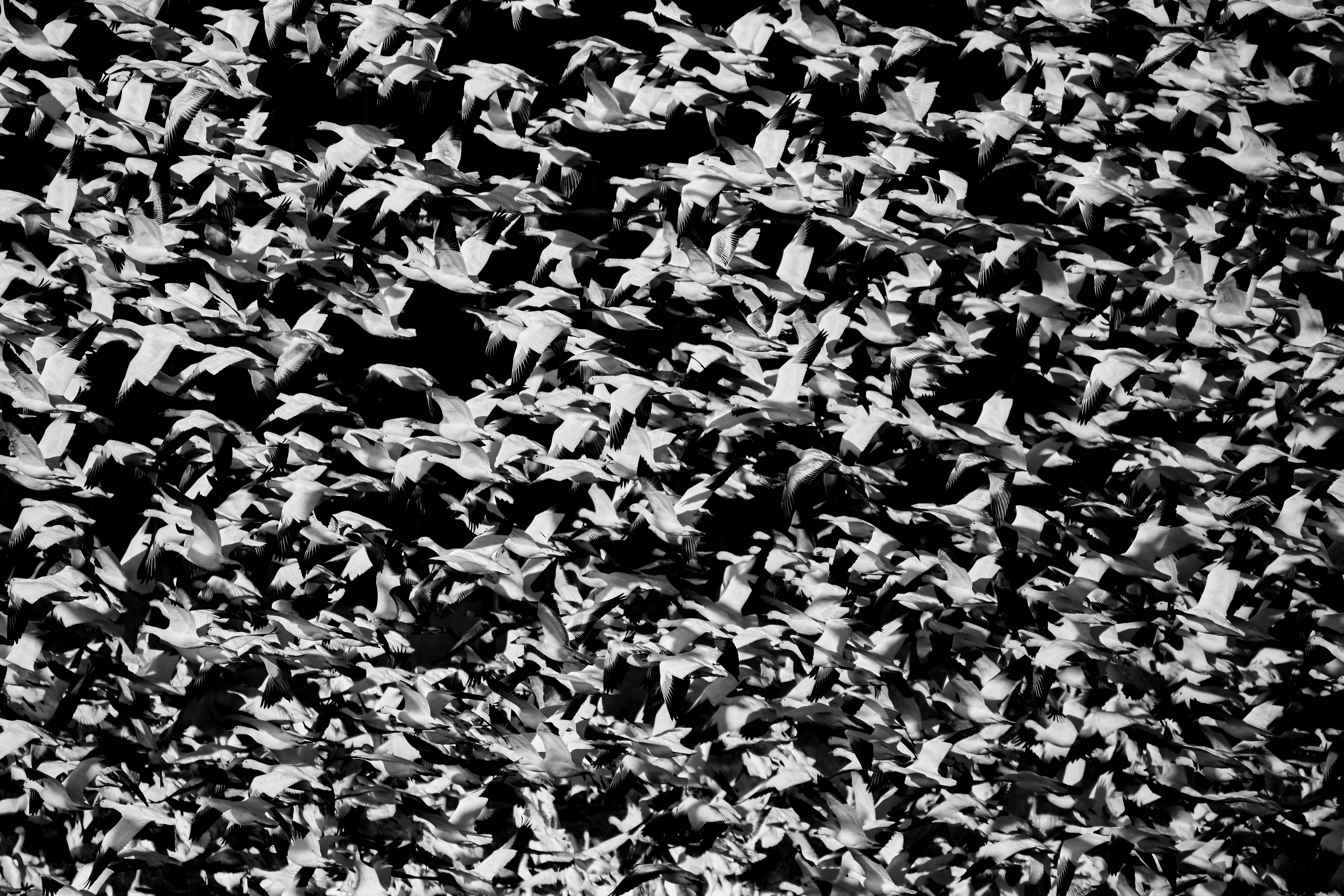 geometric Shape, flying, goose, ornate, design, bif, abstract, seamless, outdoors, vector, backgrounds, illustration, symbol, Pattern, snow geese, HD Wallpaper