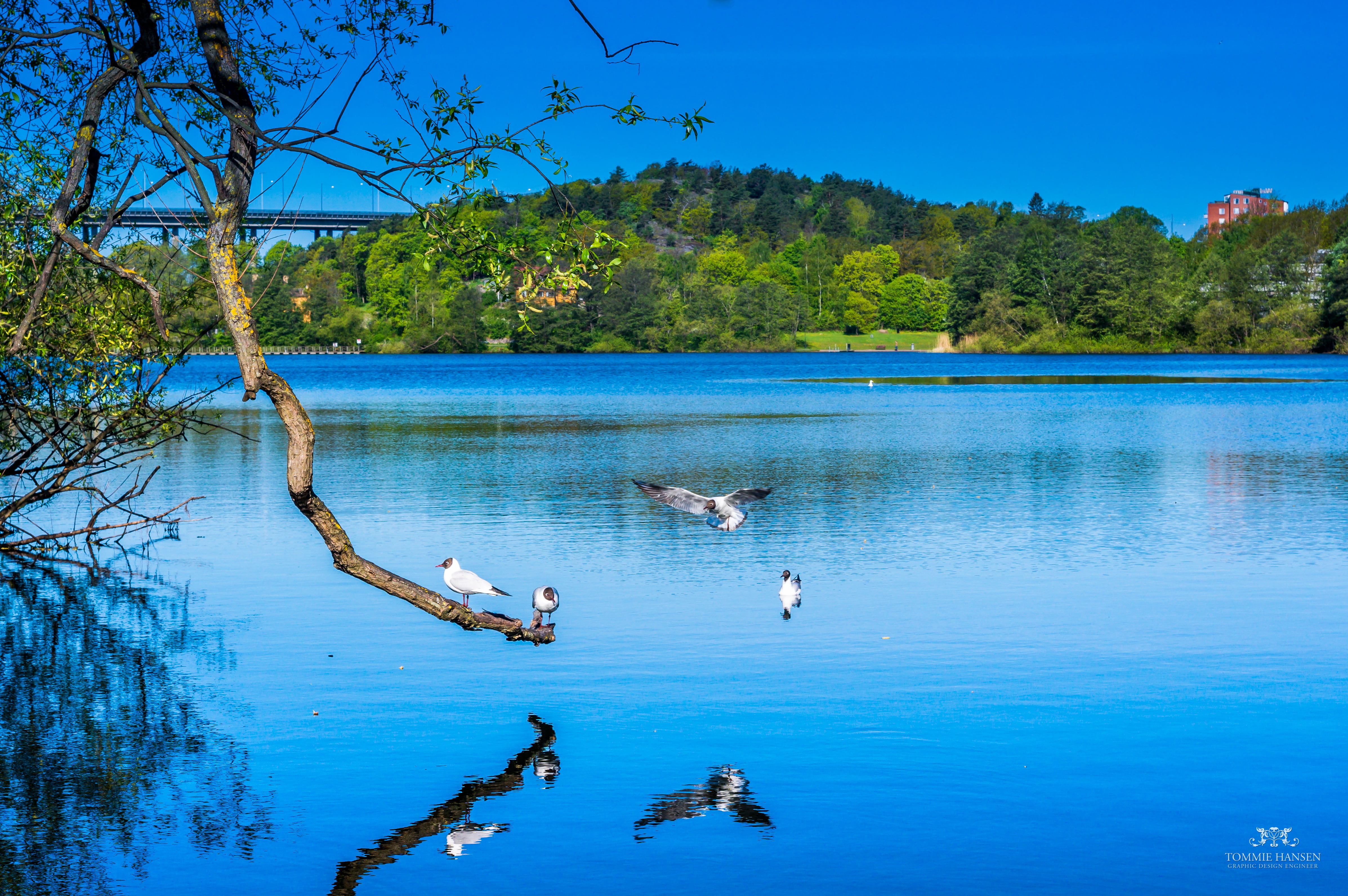 Summer, blue, bird, Trekanten, nature, lens, Sony NEX, NEX 6, South Stockholm, outdoors, tree, 4K, Chinon, MF, water, body of water, hovering, lake, Stockholm County, HD Wallpaper