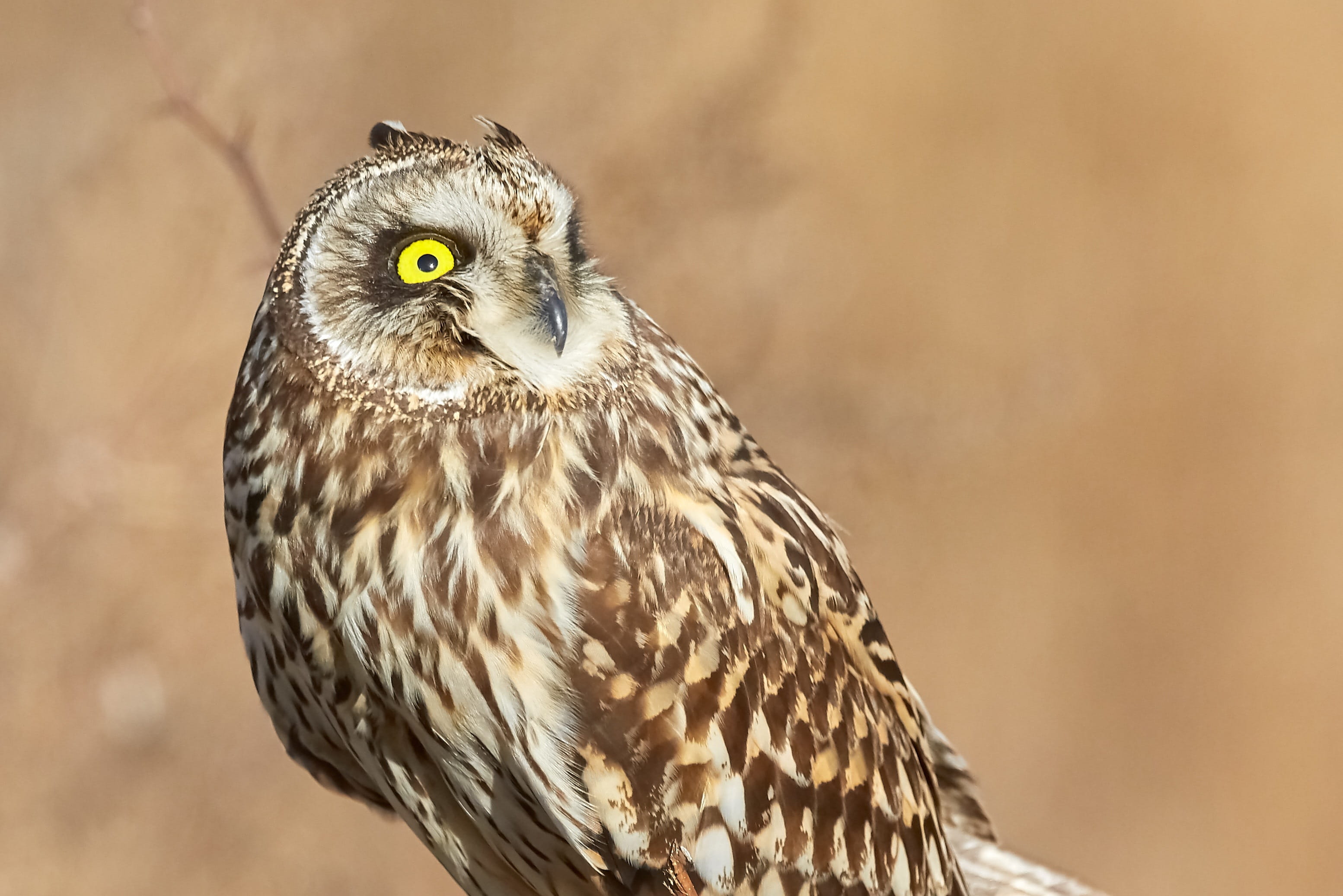 animal wildlife, beak, wildlife, animals in the wild, bird of prey, one animal, wild, looking, sitting, owl, predator, focus on foreground, 2K, feathers, HD Wallpaper