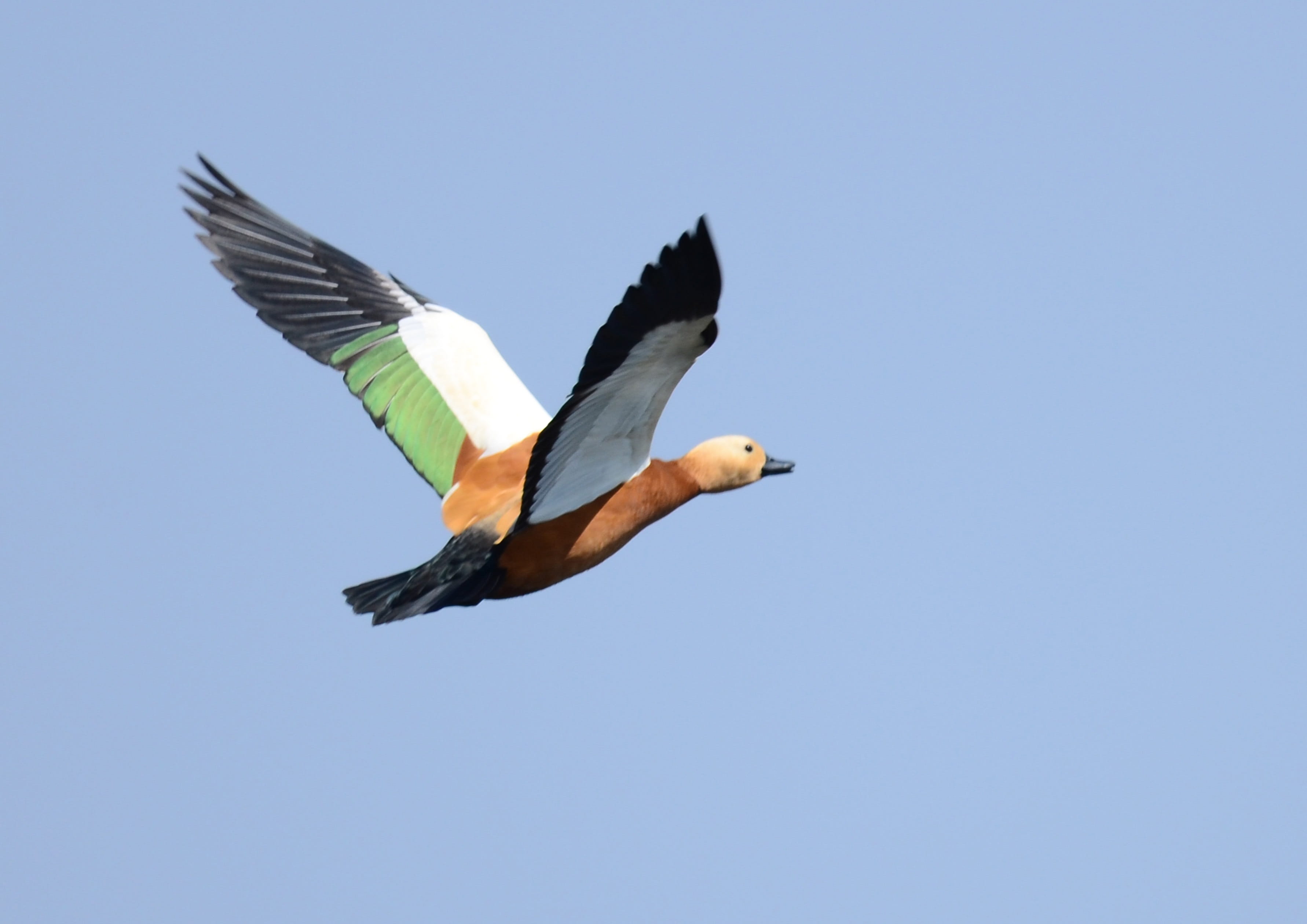 day, outdoors, vertebrate, sky, blue, Flight, spread wings, Bird, animals in the wild, beauty in nature, one animal, flying, Ruddy, animal themes, mid-air, HD Wallpaper