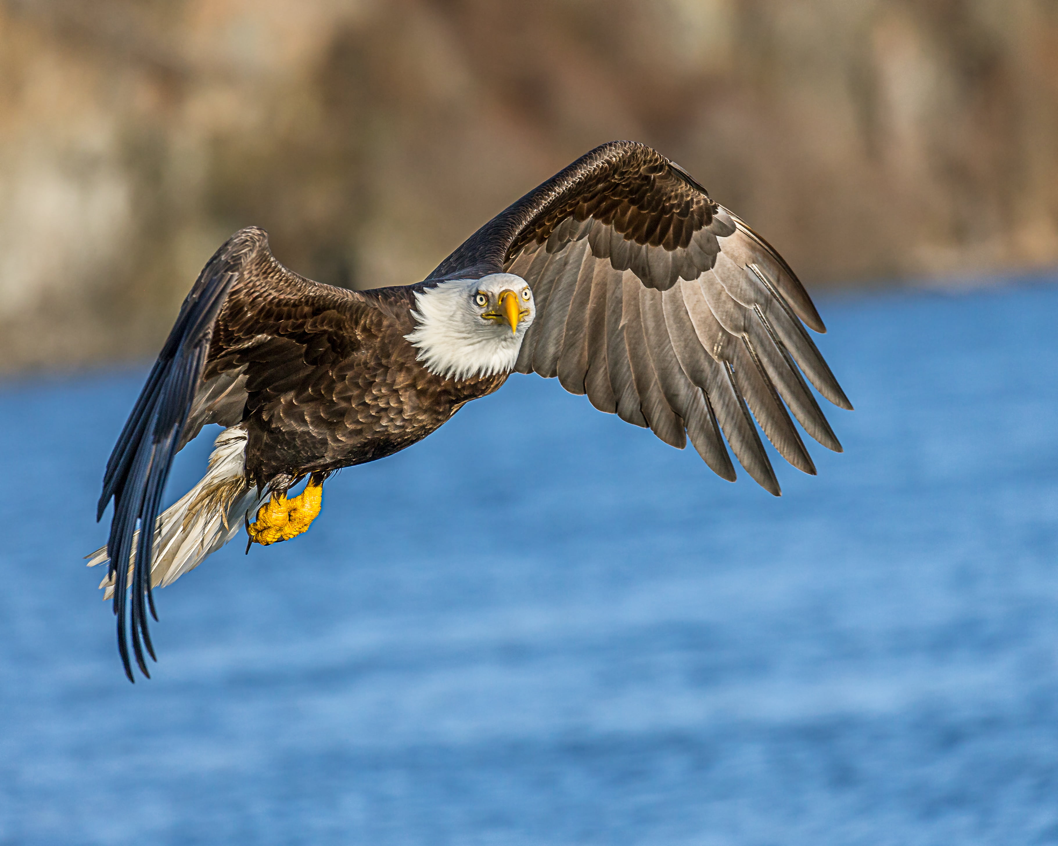 2K, daytime, outdoors, uSA, bald, bif, bird of Prey, beak, Lens, flying, eagle, water, bird, eagle - Bird, nature, in-flight, body of water, majestic, HD Wallpaper