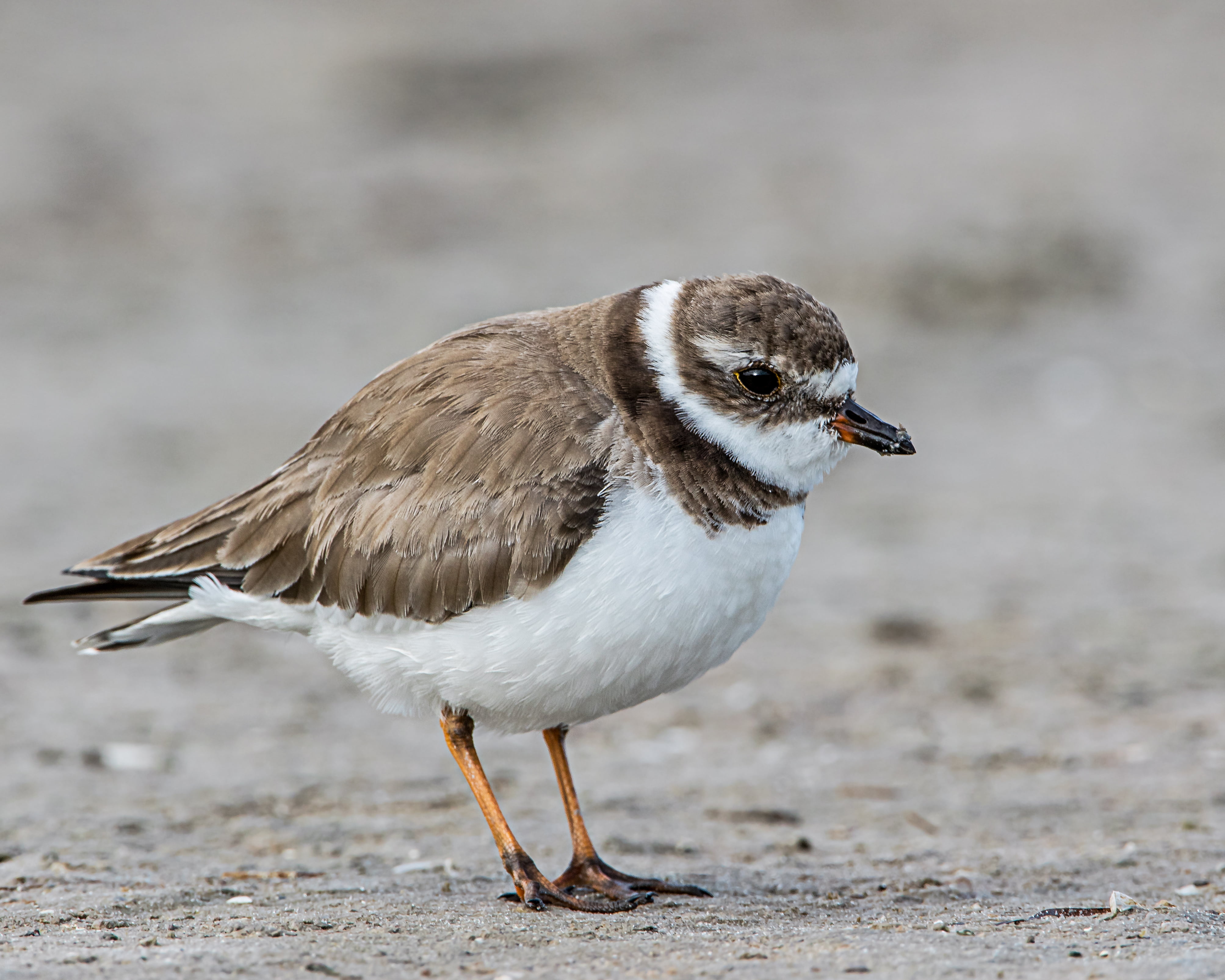 bird, 4K, white, coastline, birds, wildlife, plover, Marco Island  Florida, short, feather, sea, beak, Beach, semipalmated, Andy, animals In The Wild, HD Wallpaper