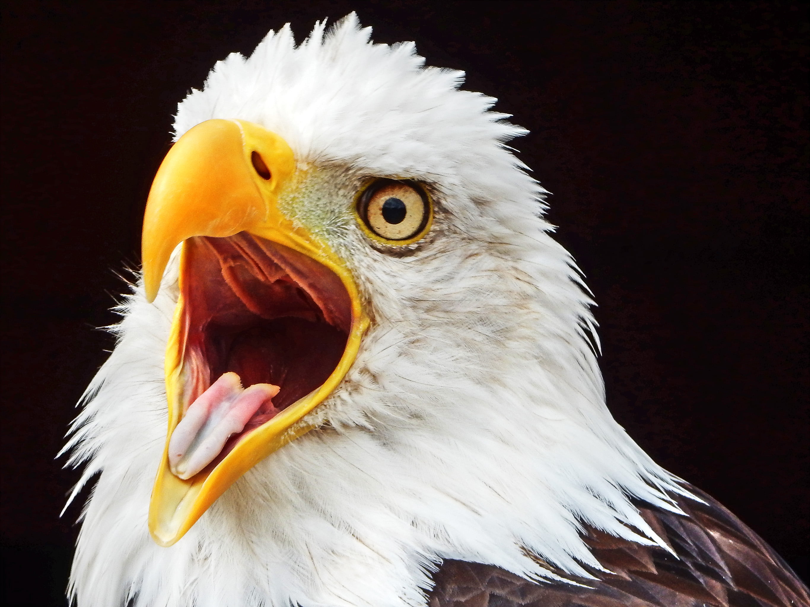 brown, bird of Prey, zoo, bird, Banham, photography, animal, closeup photography, beak, wildlife, eagle - Bird, feather, closeup, 2K, animal Head, nature, HD Wallpaper