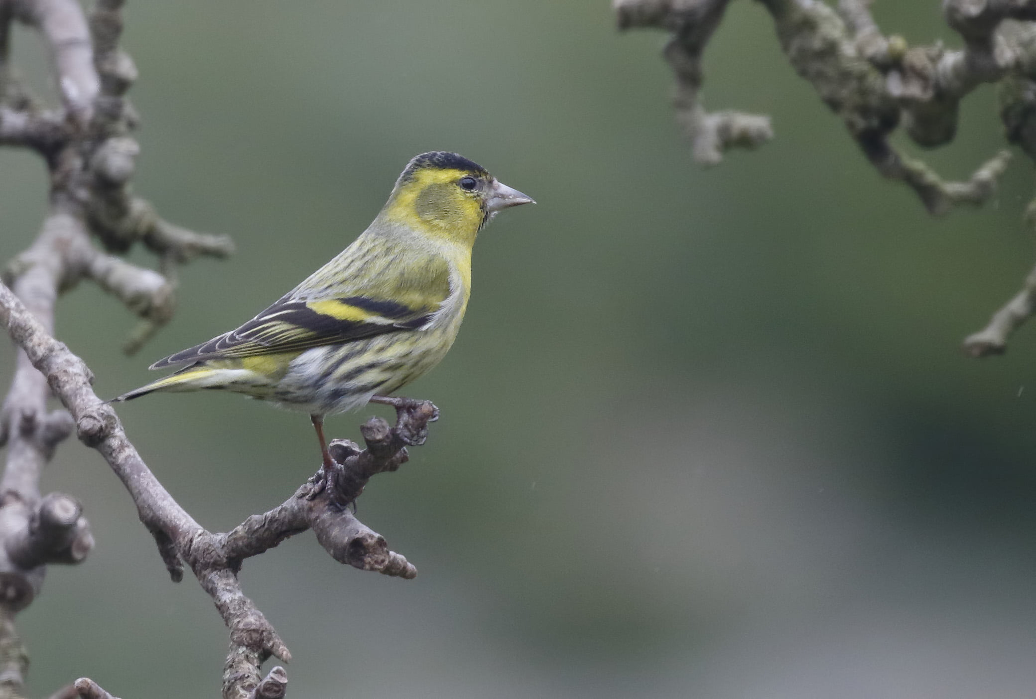 UK, black bird, daytime, Spinus spinus, spinus, perched, tree, black, twig, Siskin, Norfolk, Langham, yellow, 1080P, bird, HD Wallpaper