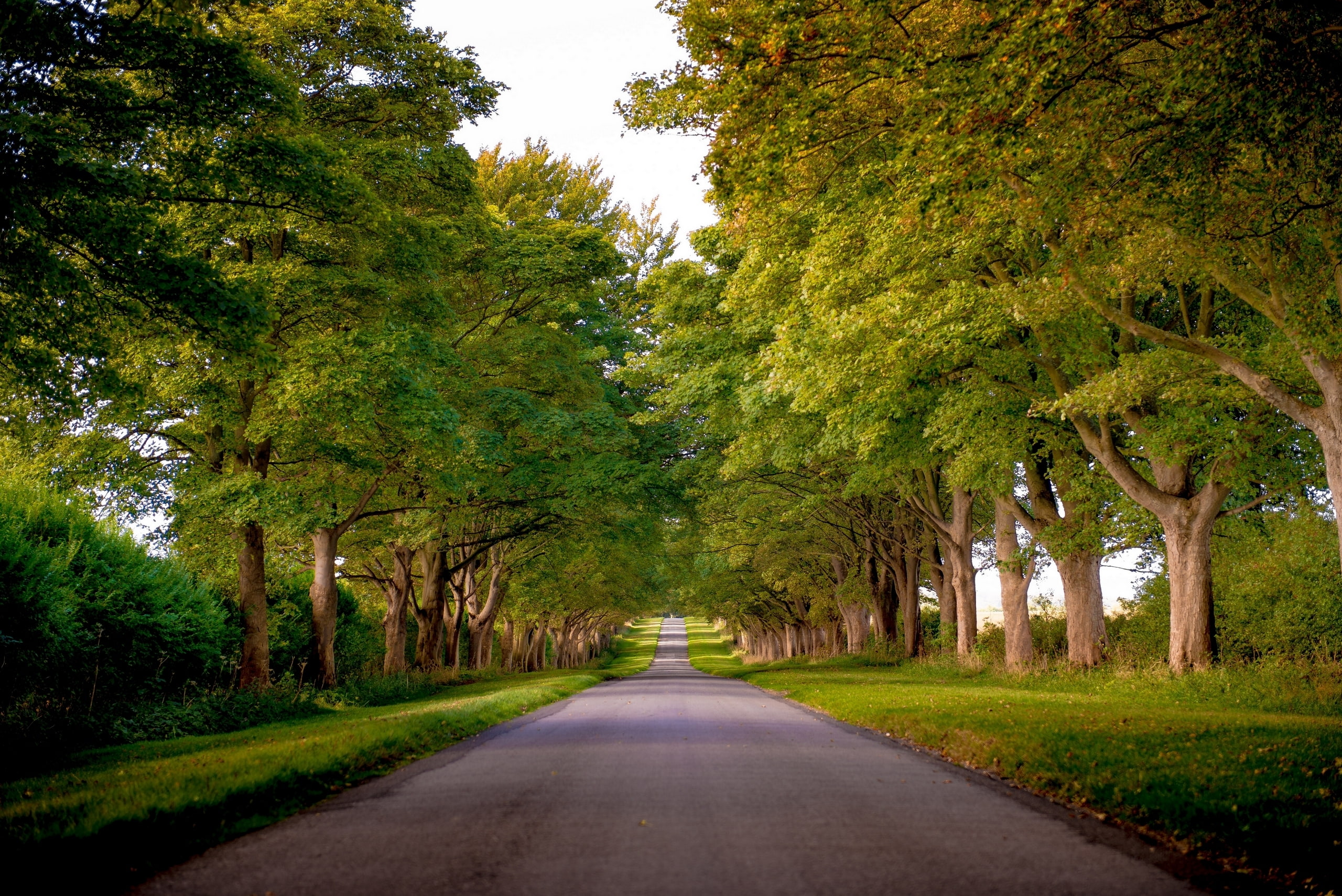 woodland, Norfolk, day, tree, growth, leaf, England, single Lane Road, scenics - nature, grass, non-Urban Scene, green, rural Scene, autumn, travel, road, HD Wallpaper