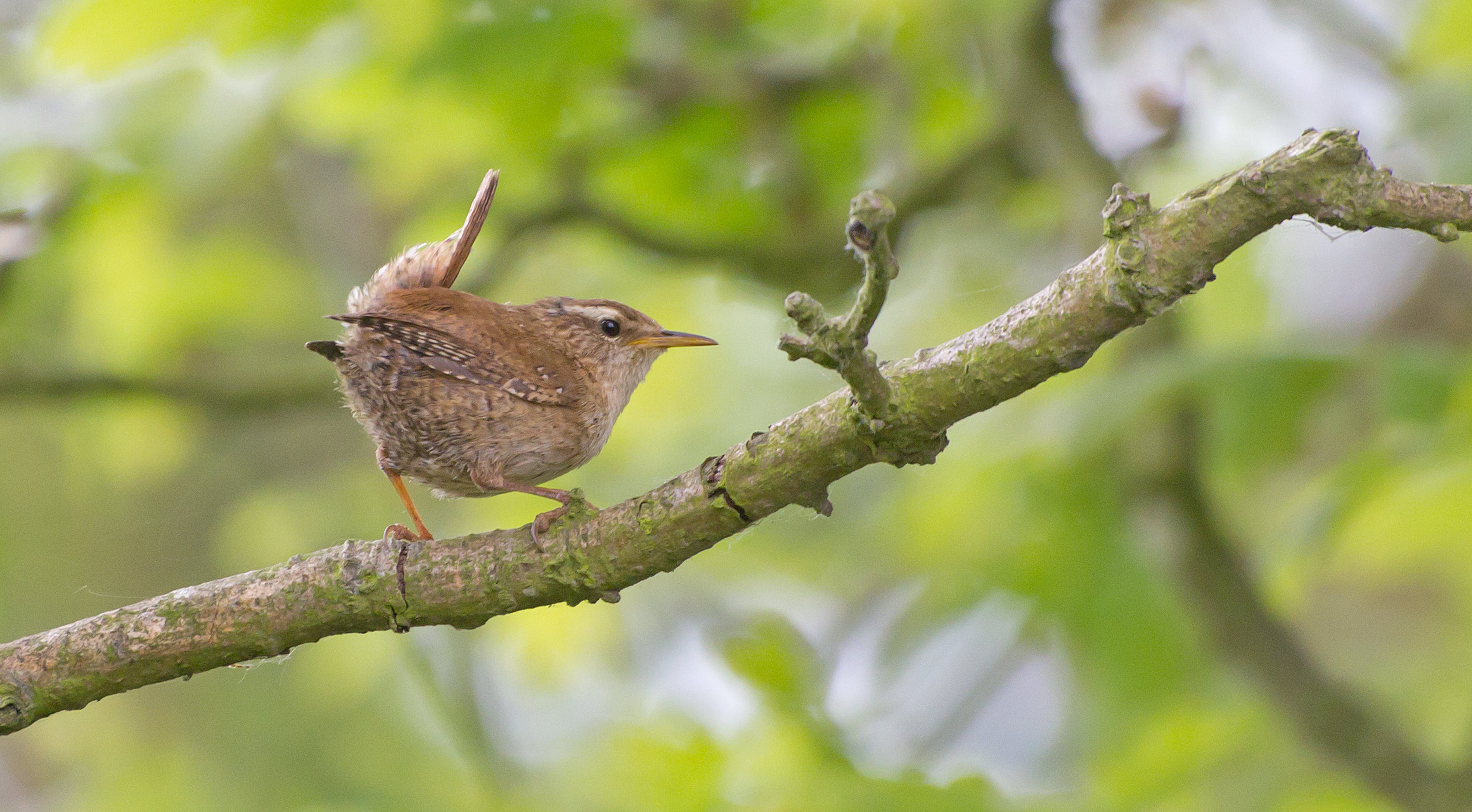 Norfolk, nature, daytime, Norfolk Wildlife Trust, norfolk, brown, England, gray, Hickling Broad, Wren, Willow, UK, hickling, bird Watching, outdoors, bird, HD Wallpaper