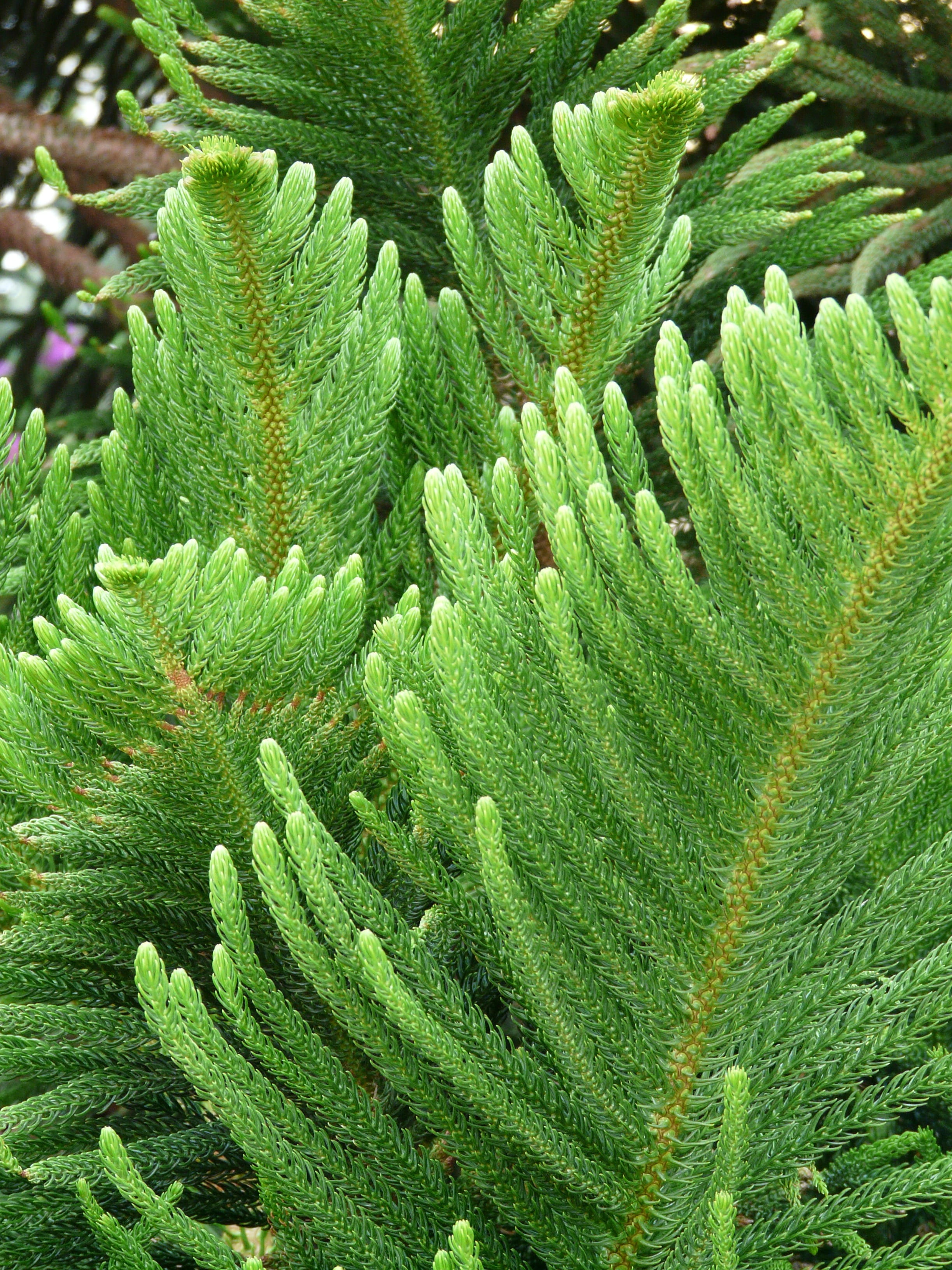 outdoors, high angle view, araucaria, branch, norfolk pine, green color, pattern, araucaria heterophylla, tranquility, green, full frame, needles, beauty in nature, Phone HD Wallpaper