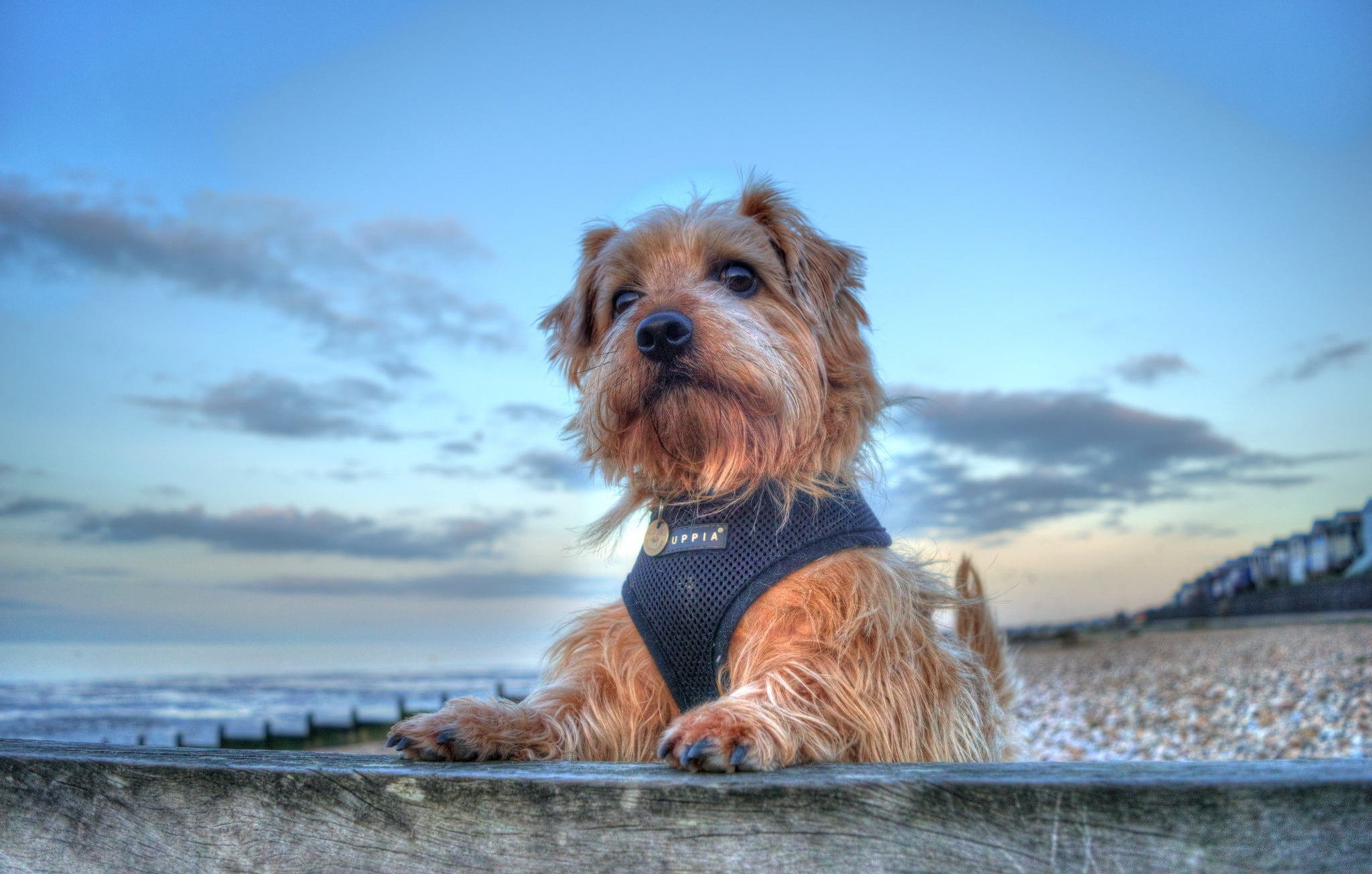 portrait, 1080P, doggie, sea, The Norfolk Terrier, dog, HD Wallpaper