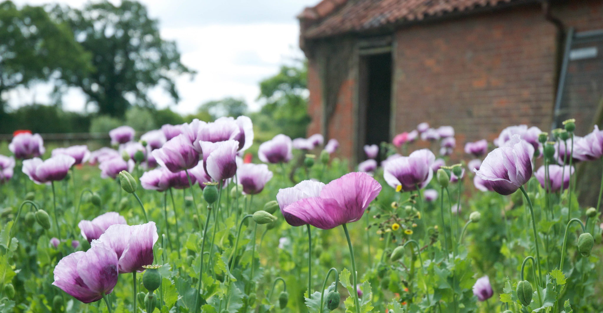 petaled, purple, colour, norfolk field, flowers, pink poppies, 1080P, soft, poppies, HD Wallpaper