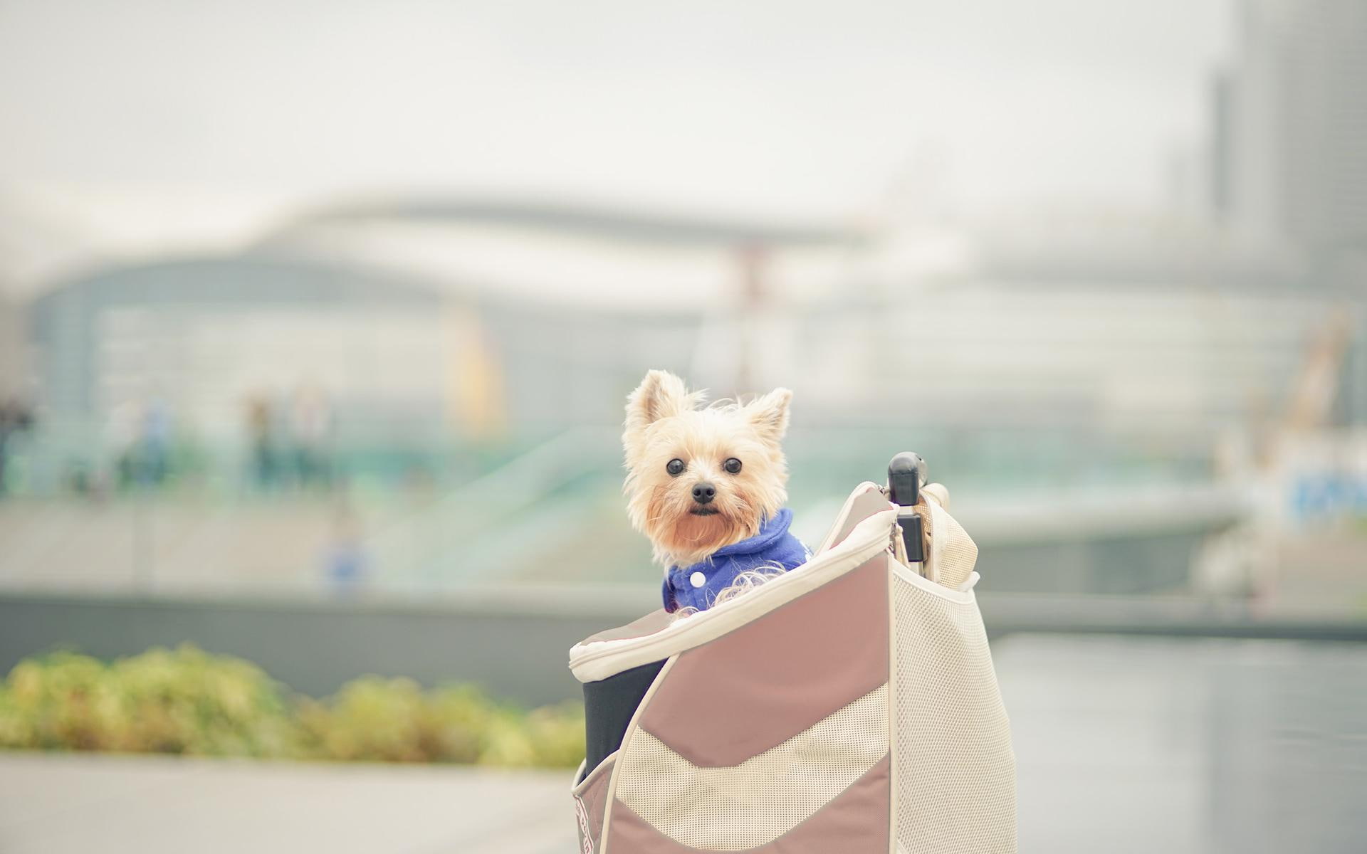 norfolk, 1080P, tan, dogs, cloth bags, terrier, bags, cloth, schnauzer, cute, HD Wallpaper