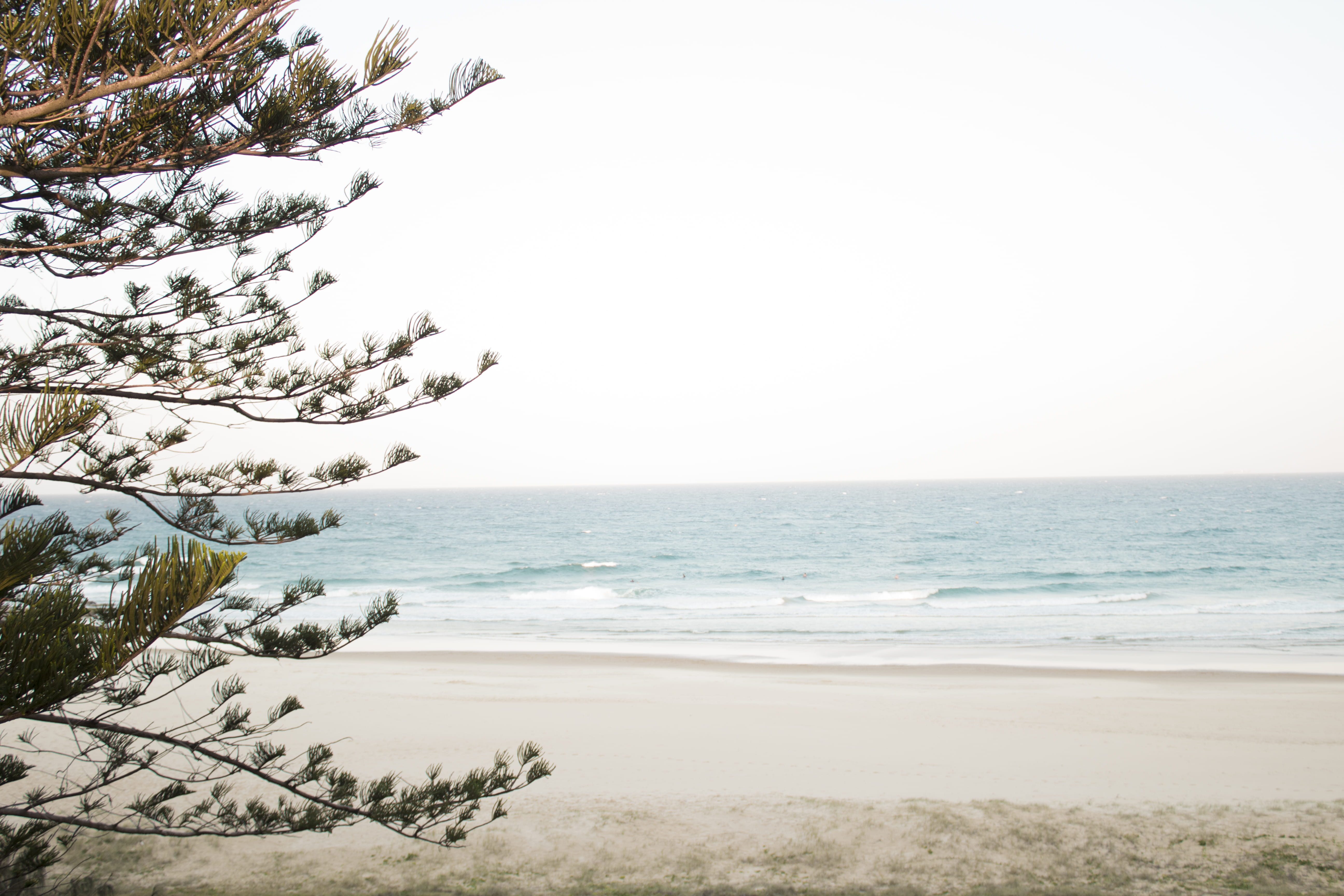 sunshine coast, tranquility, norfolk pine tree, beach, queensland, explore, ocean, 5K, sea, surf, byron bay, horizon, brisbane, copy space, scenics - nature, HD Wallpaper