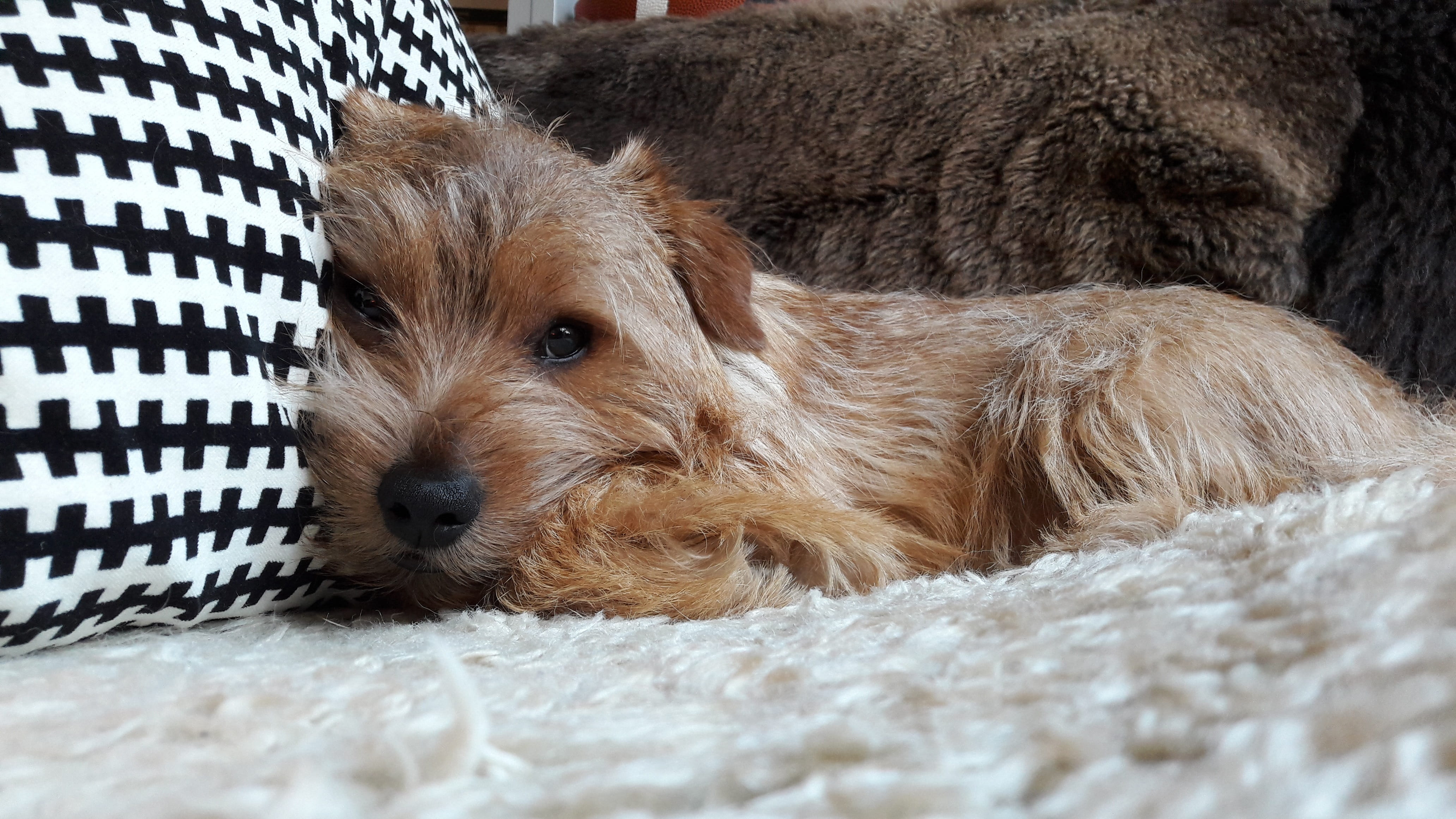 animal head, dogs norfolk terrier, animal body part, puppy, relaxation, young animal, vertebrate, canine, terrier, dog, close-up, no people, 4K, one animal, HD Wallpaper