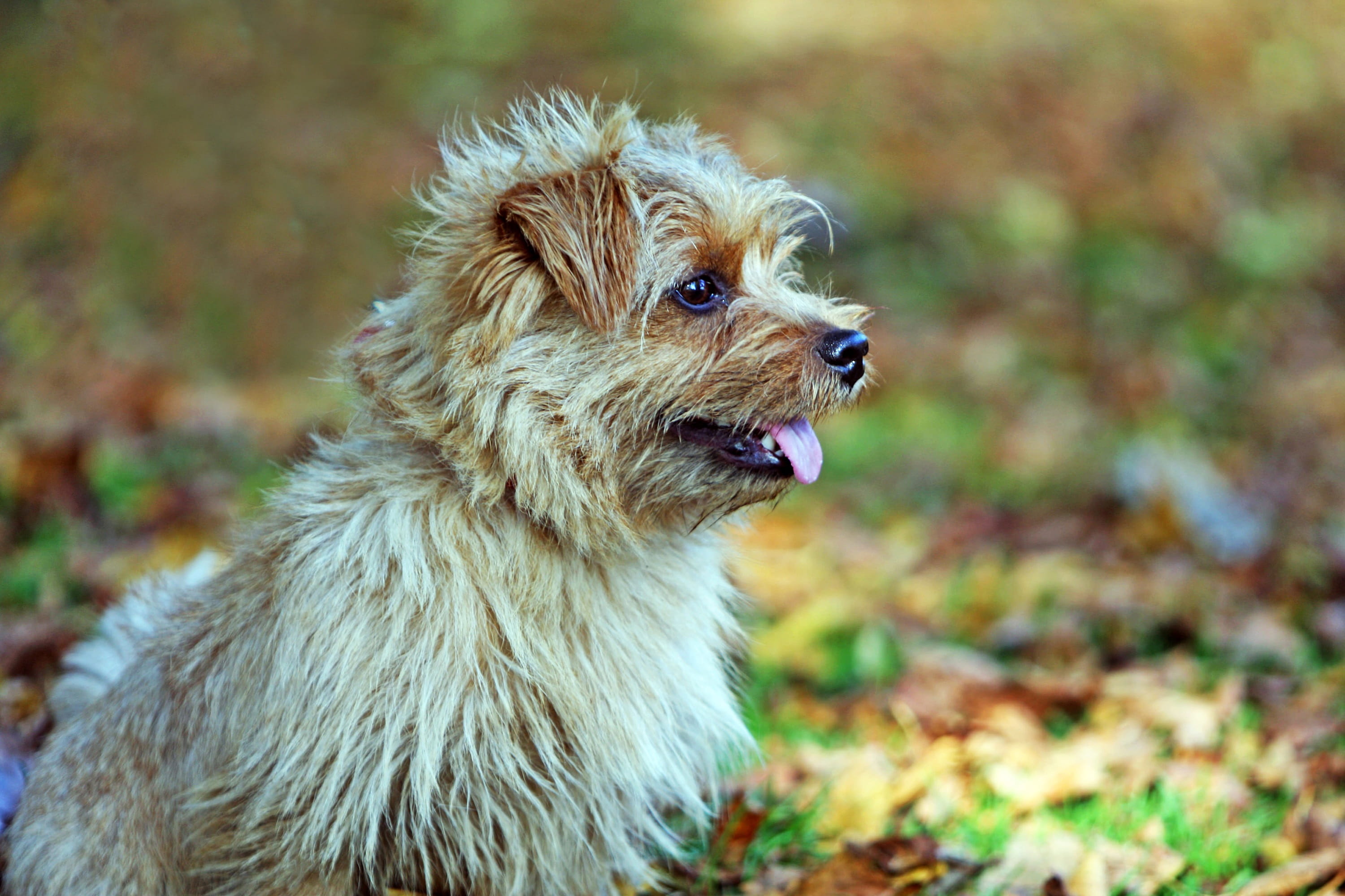 animal hair, cute, side view, profile, land, looking, field, animal, 2K, day, small, tongue, focus on foreground, pet, looking away, mammal, autumnal, HD Wallpaper