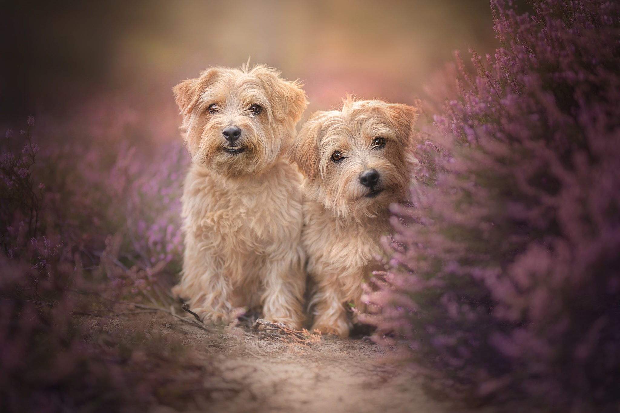 1080P, two dogs, pair, twins, dogs, The Norfolk Terrier, Heather, HD Wallpaper