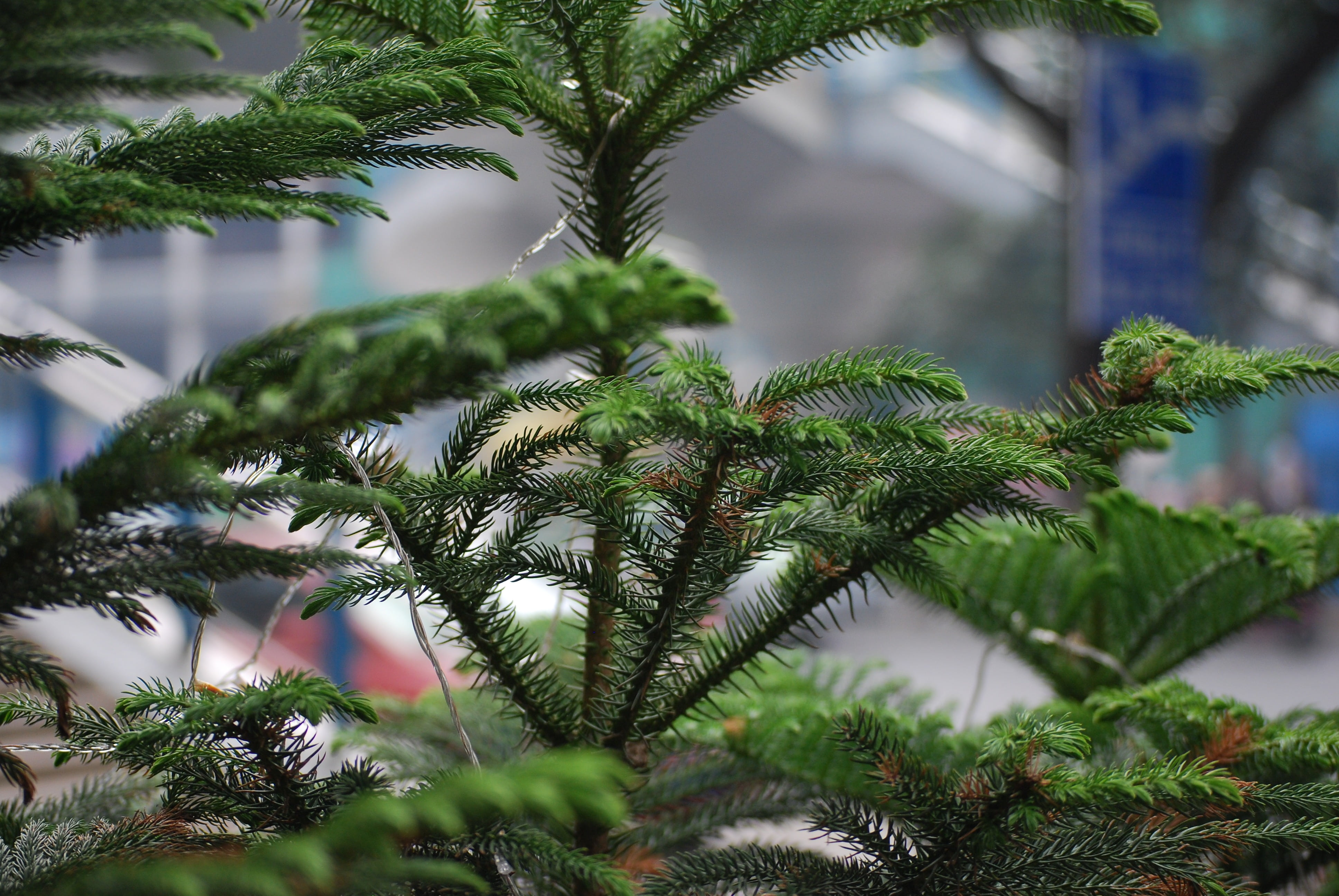 day, needle - plant part, pine woodland, leaf, coniferous, 4K, pine, fir tree, beauty in nature, xmas, christmas, close-up, forest, branch, growth, no people, HD Wallpaper