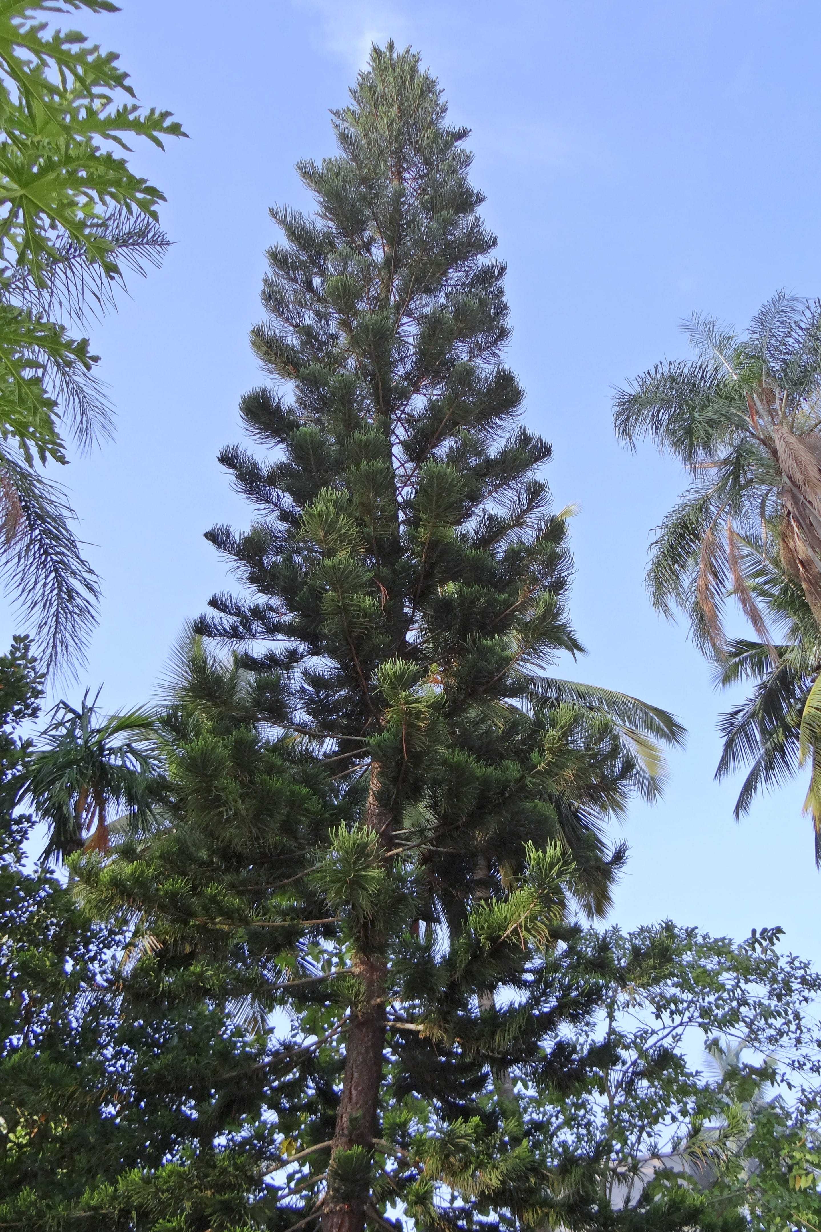 tropical tree, outdoors, clear sky, plant, growth, day, coniferous tree, Conifer, tree trunk, shimoga, india, tranquil scene, Araucaria Heterophylla, tranquility, Phone HD Wallpaper