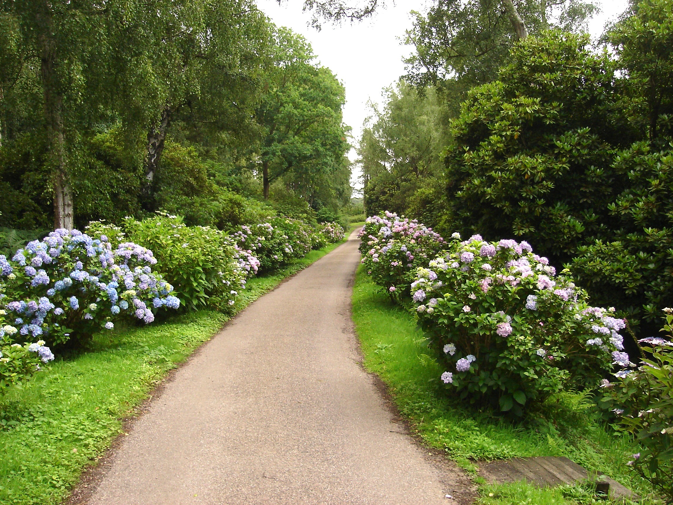 growth, tree, leaves, nature, hydrangeas, direction, green, great britian, roses, day, england, 1080P, diminishing perspective, outside, park - man made space, HD Wallpaper