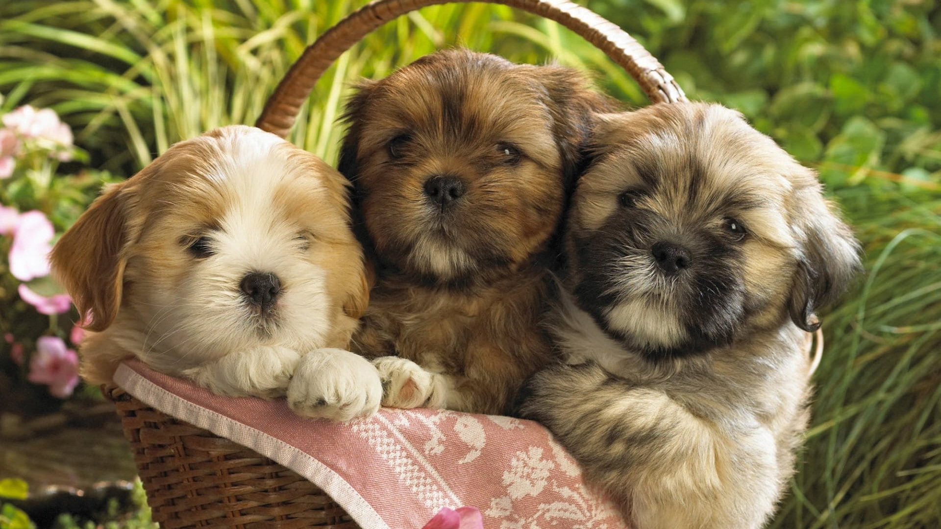 hunting dog, yorkshire terrier, shih-tzu, domestic animal, toy dog, canine, animal, cute, animals, terrier, dog, lhasa, norfolk terrier, 1080P, HD Wallpaper