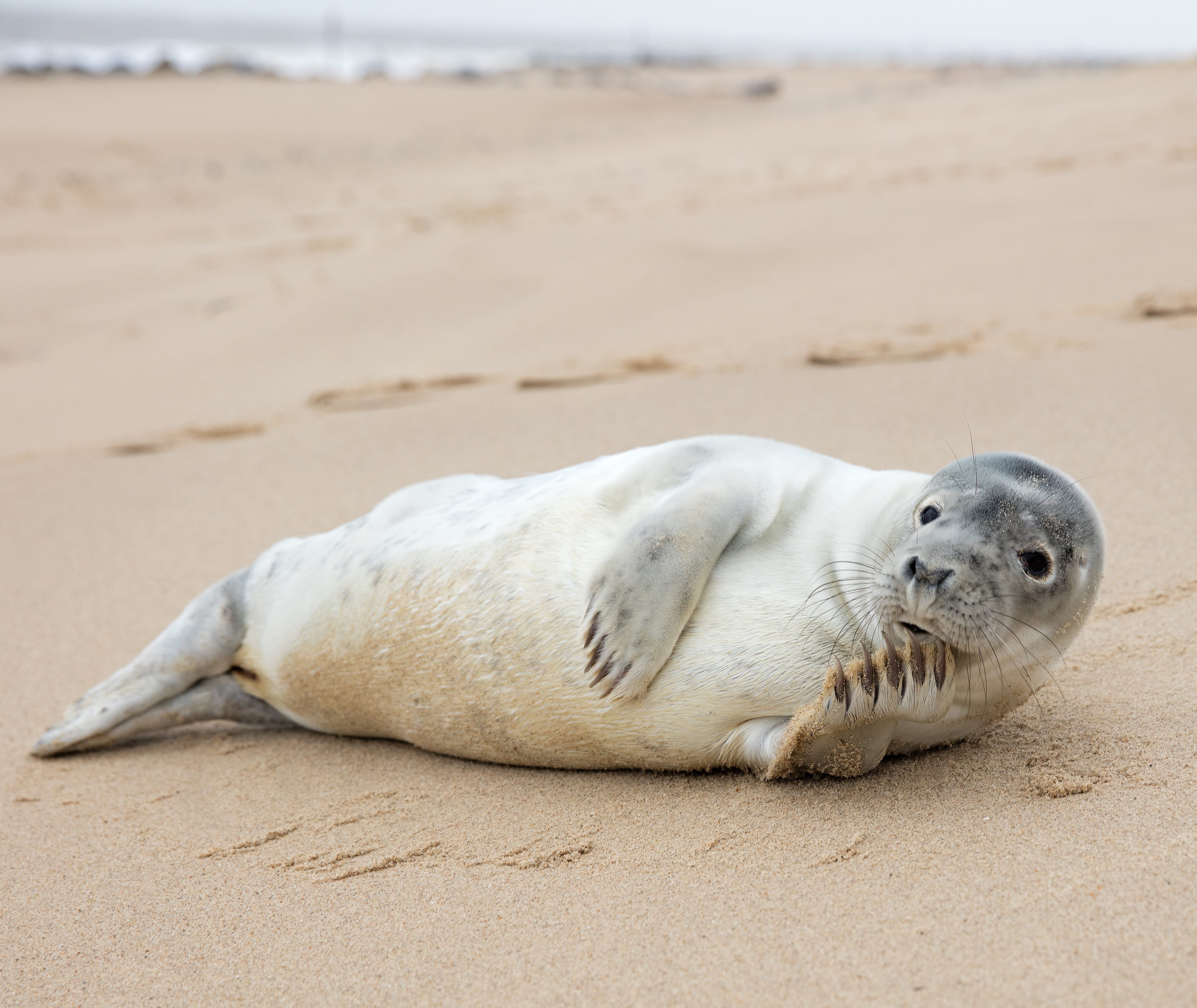 animal, vertebrate, underwater, pose, norfolk, no people, mammal, aquatic mammal, relaxation, animals in the wild, nature, animal themes, land, animal wildlife, HD Wallpaper