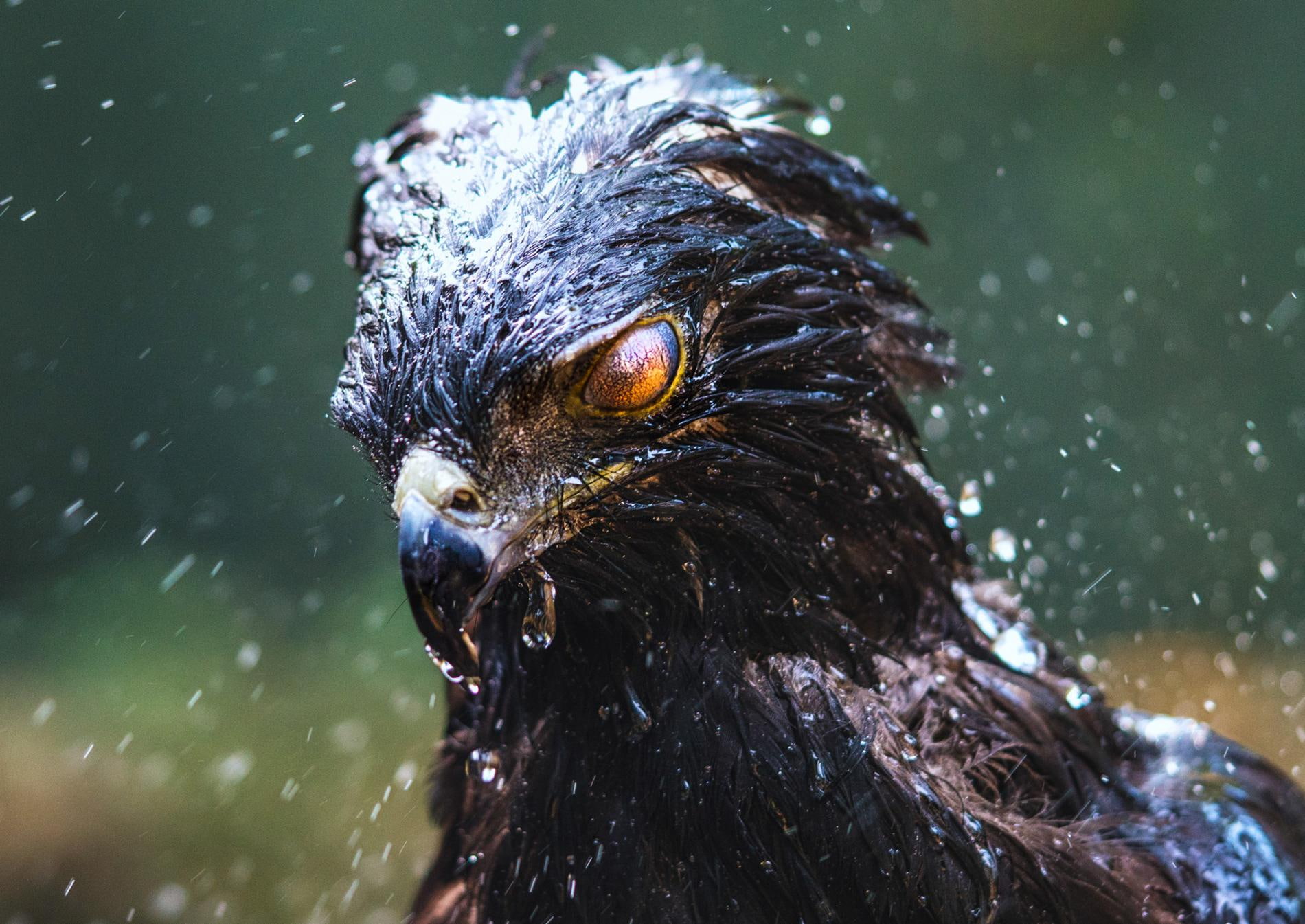 black hawk, 720P, rain, birds, eagle, HD Wallpaper