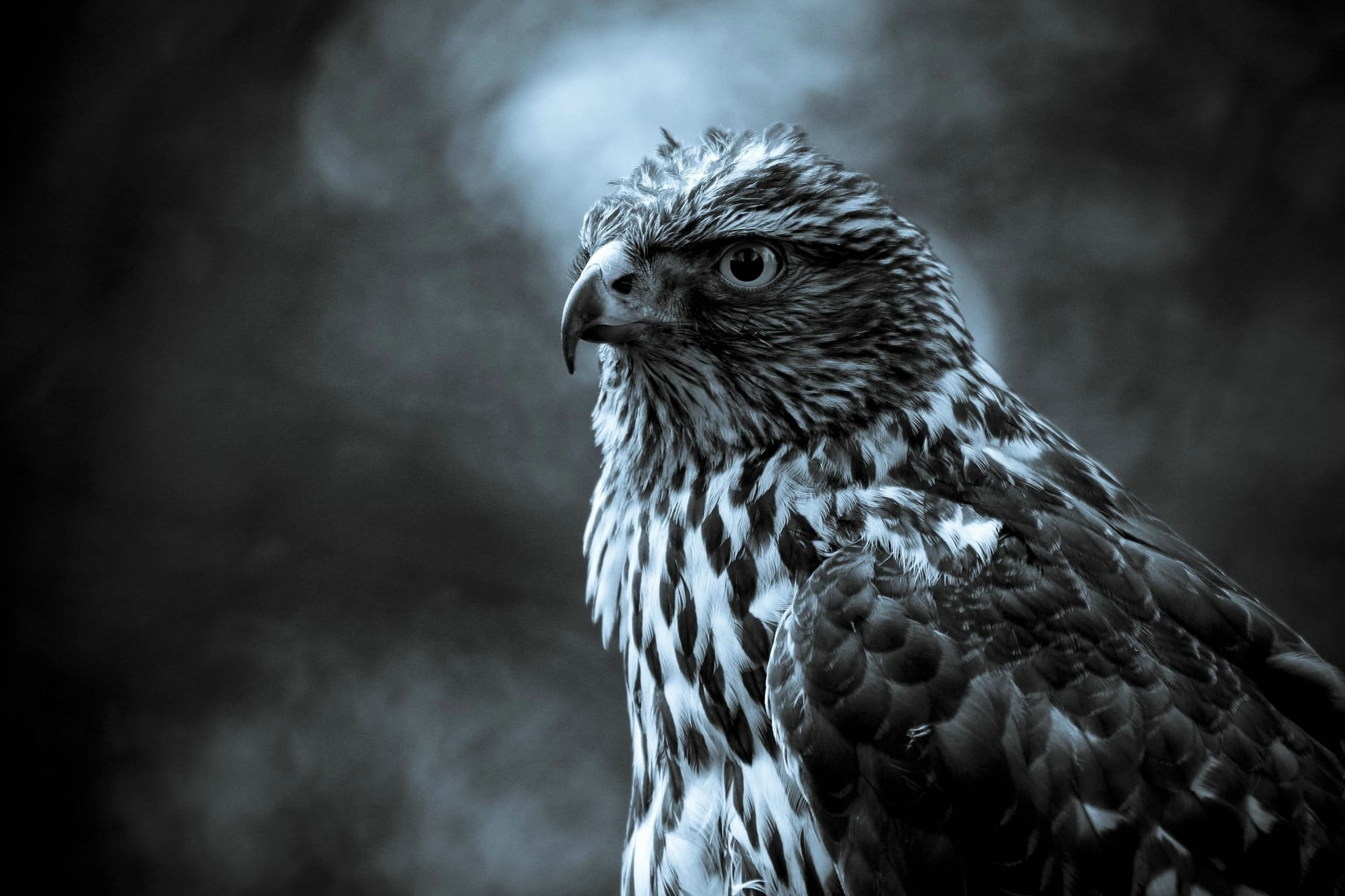 vertebrate, animals in the wild, animal eye, animal head, nature, birds, animal body part, hawks, one animal, close-up, outdoors, ominous, no people, eagle, HD Wallpaper