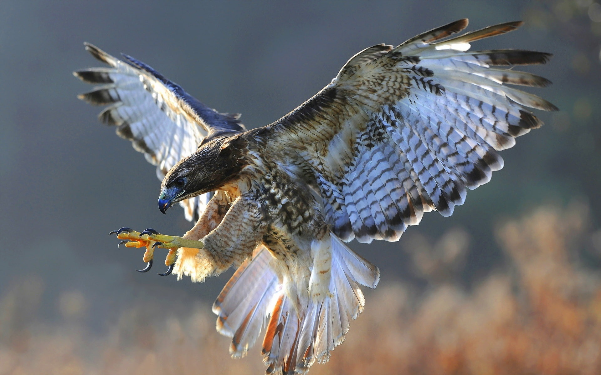 Wings, close, Hawk, 1080P, Birds, Flying, HD Wallpaper
