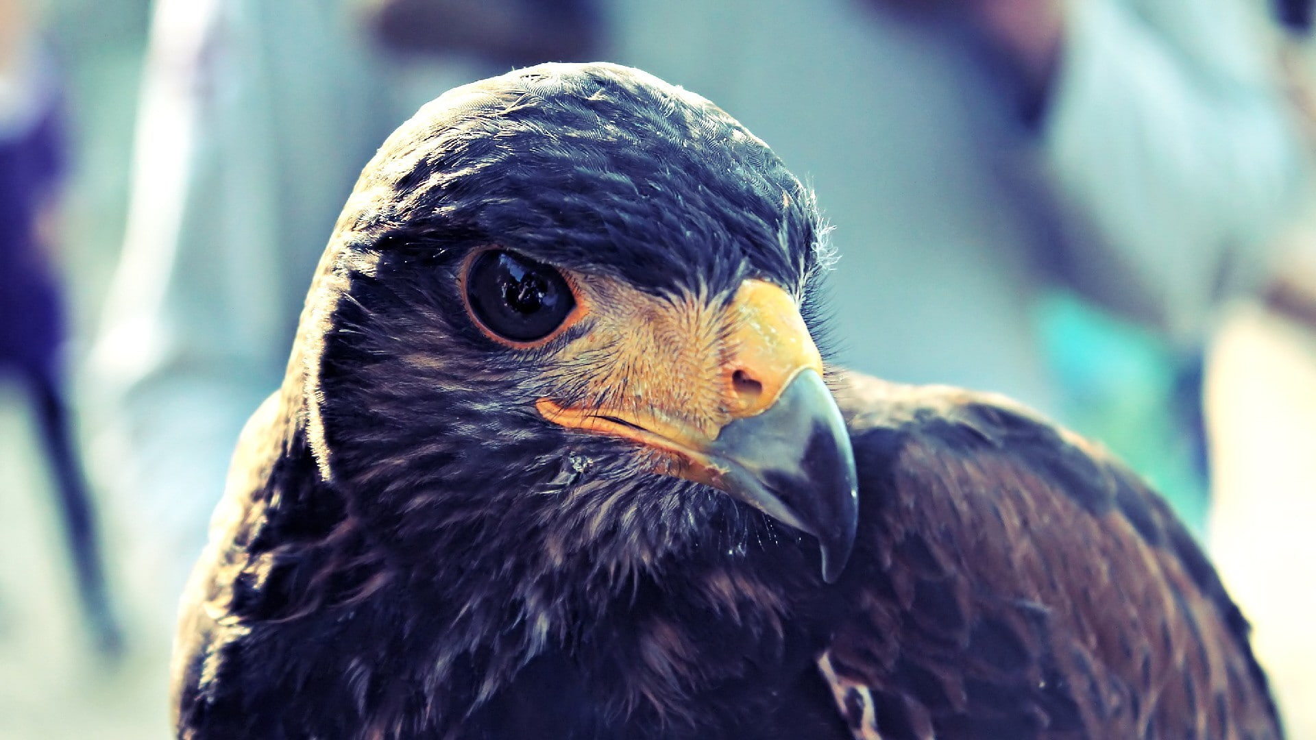 close-up, animal themes, animal eye, vertebrate, animal head, animal wildlife, birds, beak, animals in the wild, focus on foreground, falcon - bird, no people, HD Wallpaper
