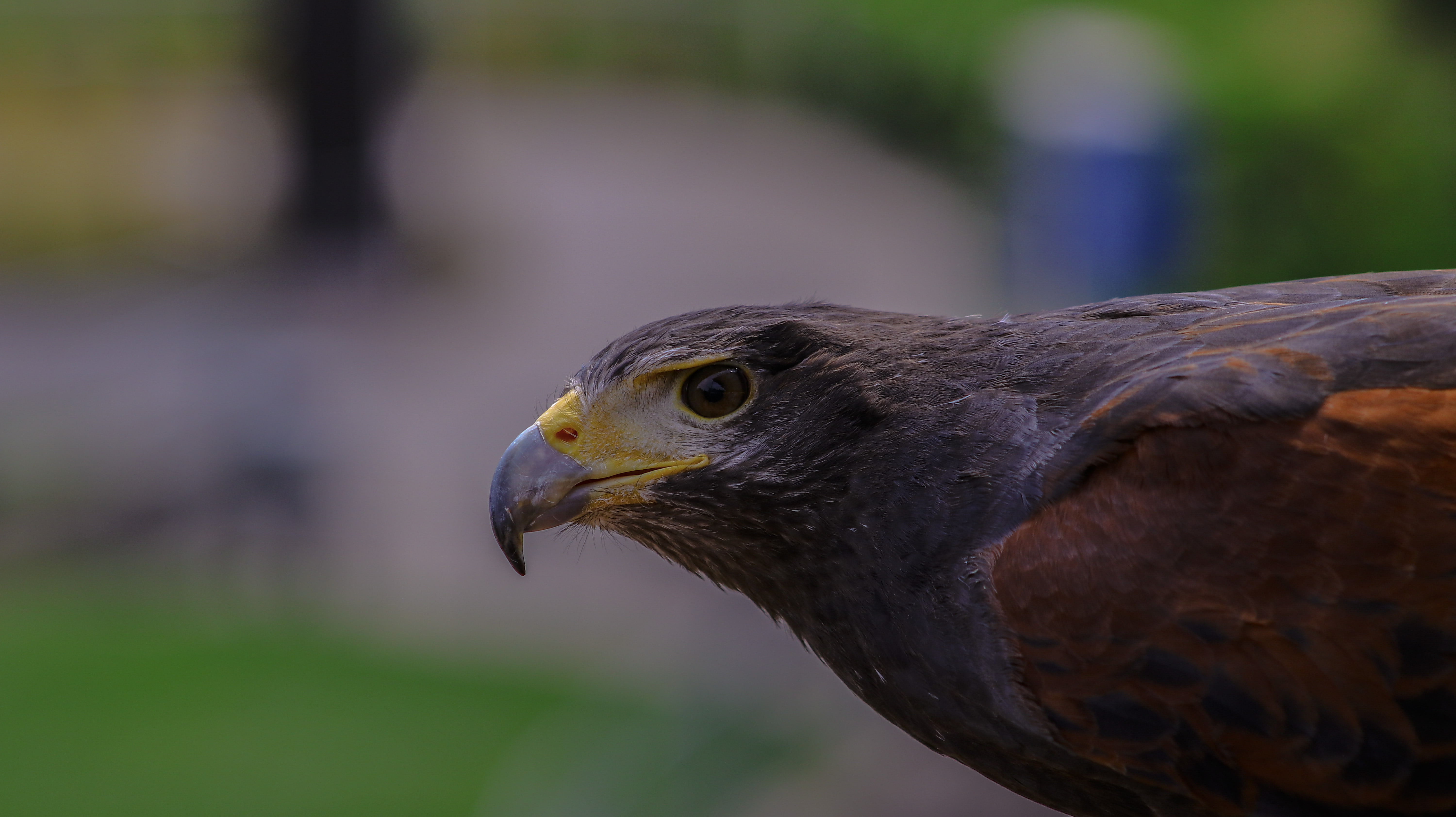 animal head, looking, nature, animal wildlife, focus on foreground, bird of prey, no people, outdoors, bird, profile view, animal themes, day, close-up, HD Wallpaper