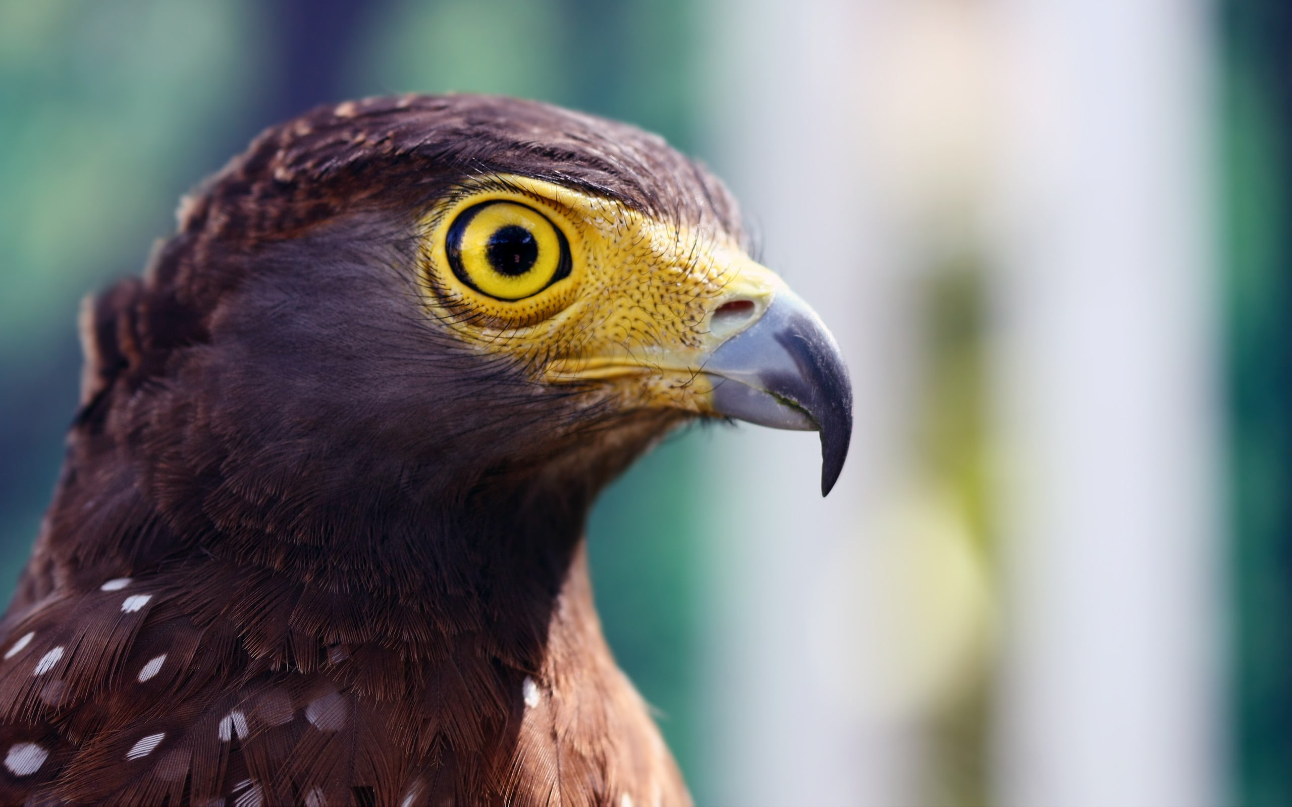birds, hawks, nature, animals, 2K, HD Wallpaper